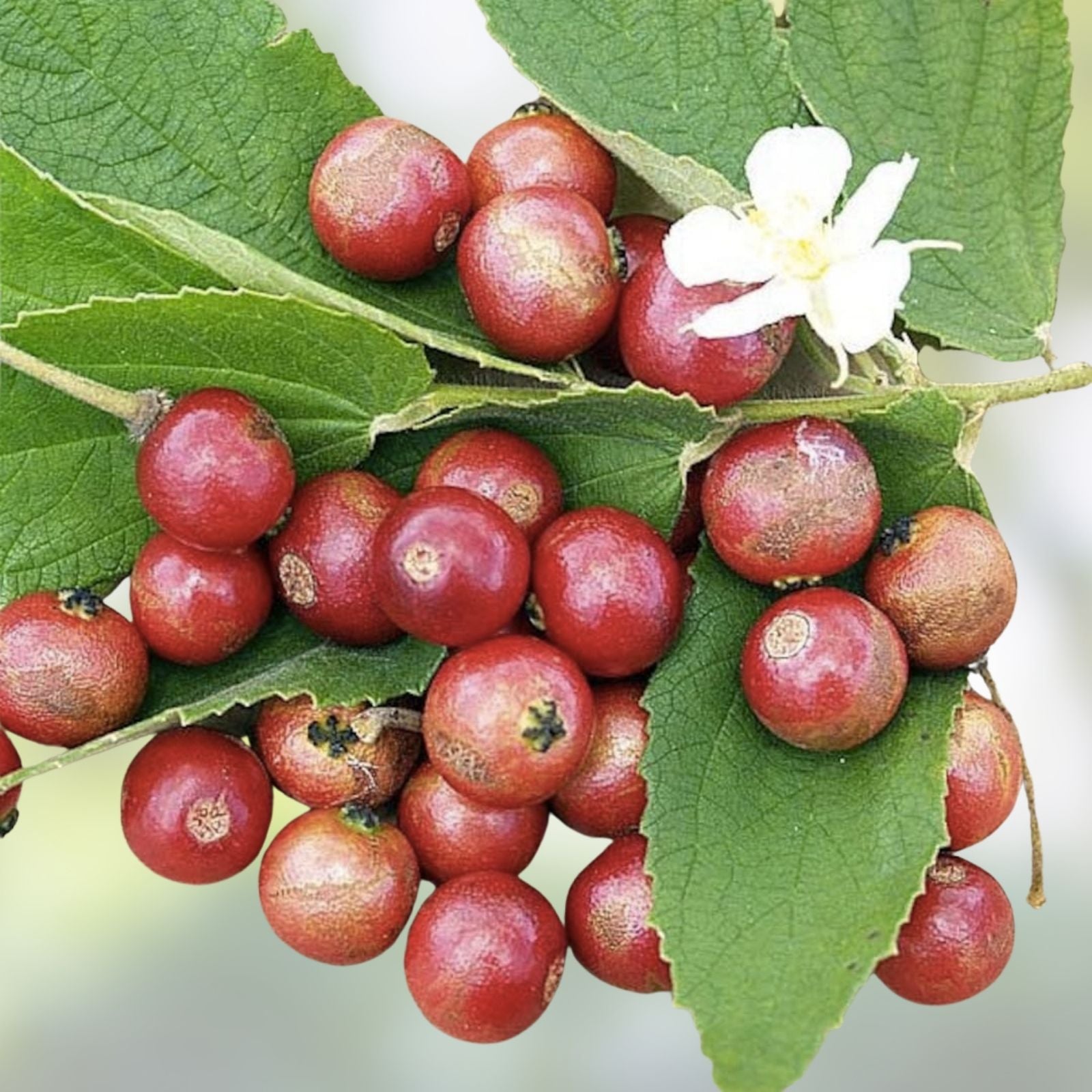 Muntingia Calabura Live Plant 10 Pack - Rare Strawberry Tree - Tropical Fruit Plant - Edible Fruit Tree - Fast Growing Garden Tree