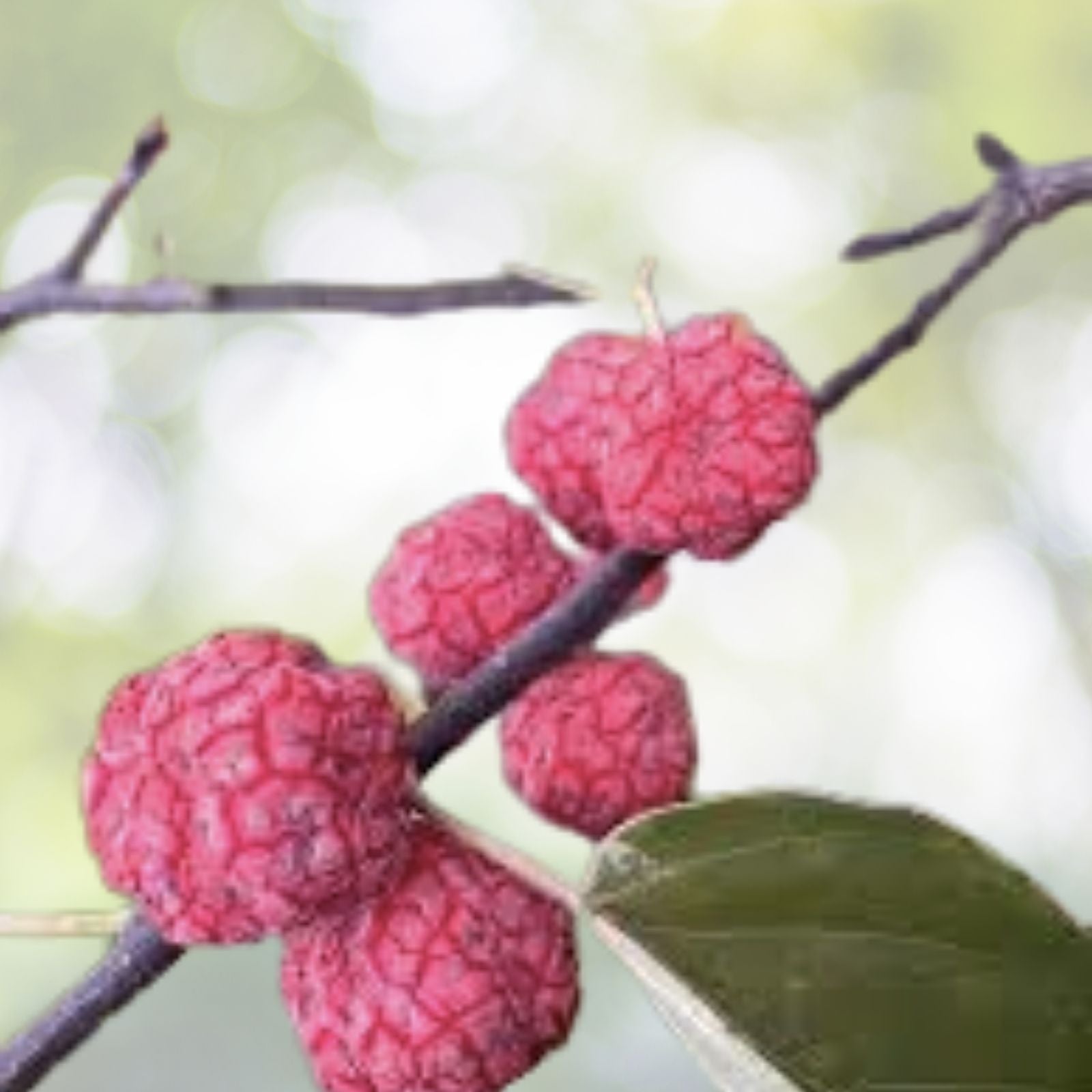 Mandarin Melon Berry Tree Seeds - Organic Superfood Variety - Maclura tricuspidata - 10 Seeds with Free Shipping