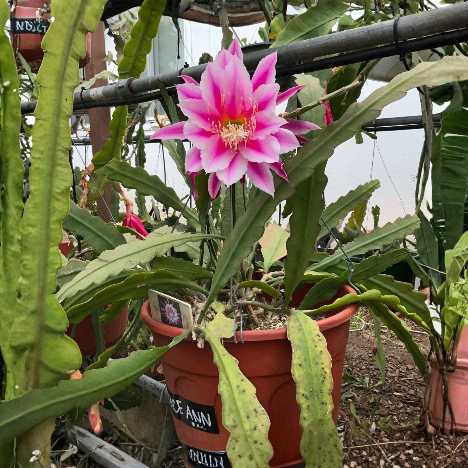 Epiphyllum Orchid Cactus Cutting - Grace Ann Variety - Tropical Houseplant - Don's Cuttings SEPT/3