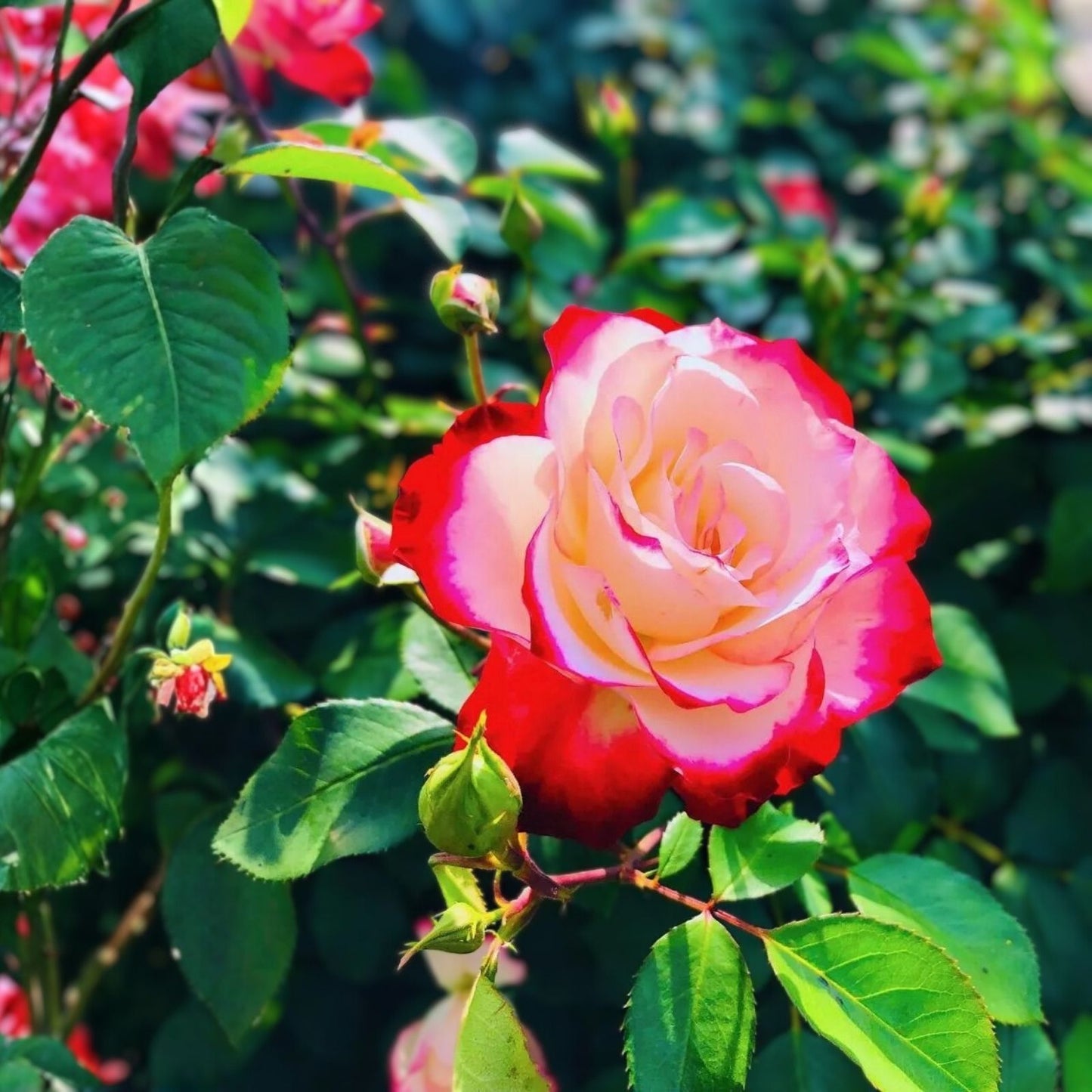 Fresh Cherry Parfait Grandiflora Rose Cuttings – 5-8" Long, 3 Stems, Ideal for Planting or Arranging