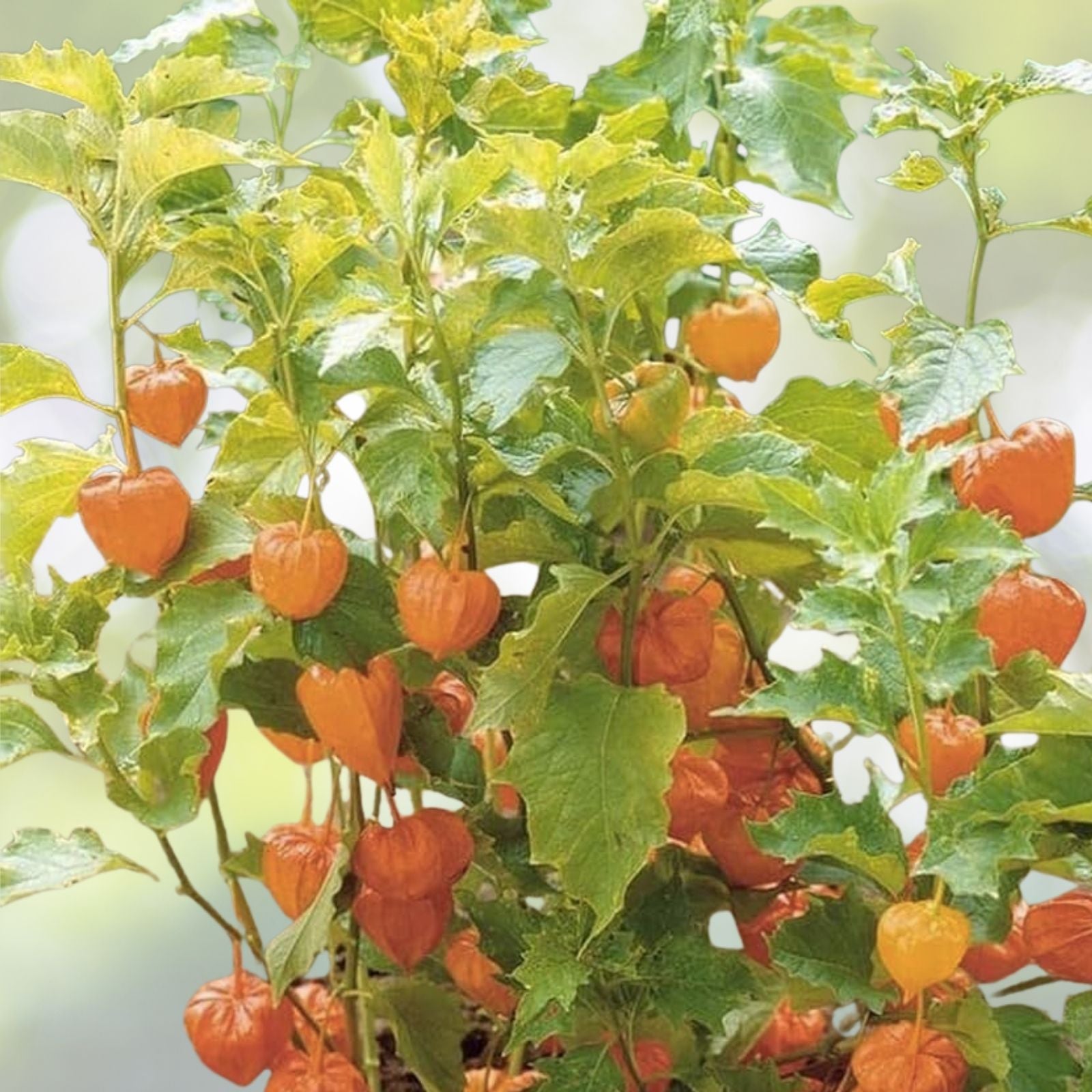 Tomatillo Seeds - 100+ Count - Cape Gooseberry, Chinese Lantern Fruit, Golden Ground Berry - Physalis peruviana - USA