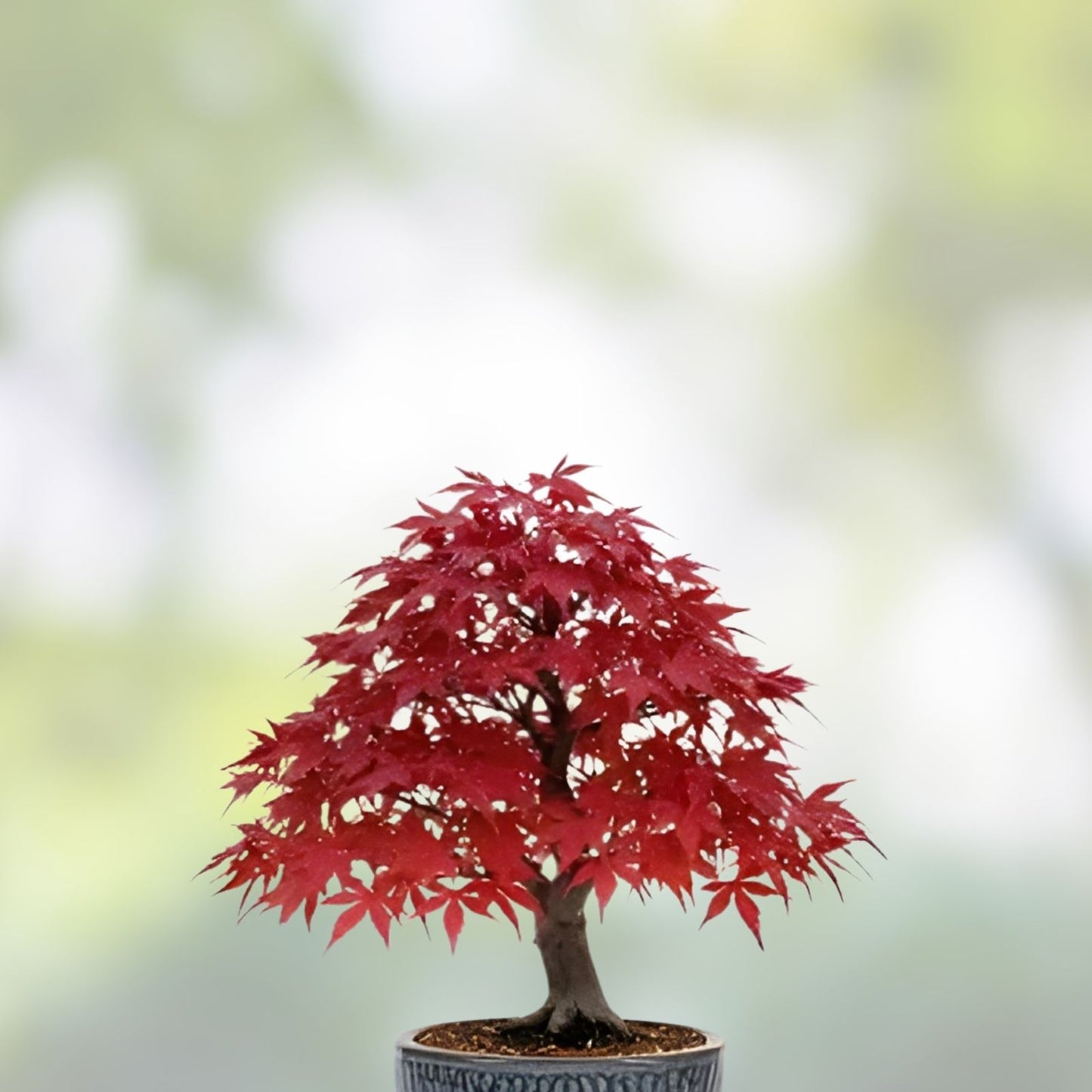 Japanese Maple Bonsai Tree Seeds - Premium Prized Variety - Acer palmatum - Gardening, Live Plant Seeds, Ornamental Tree Seeds