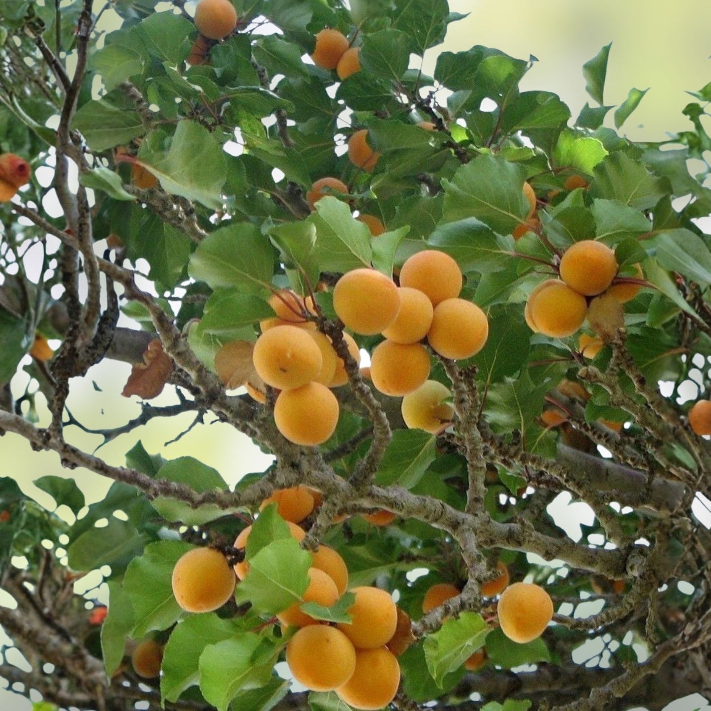 Apricot Tree Cuttings for Rooting and Grafting - Prunus armeniaca Healthy Fruit Tree Starts