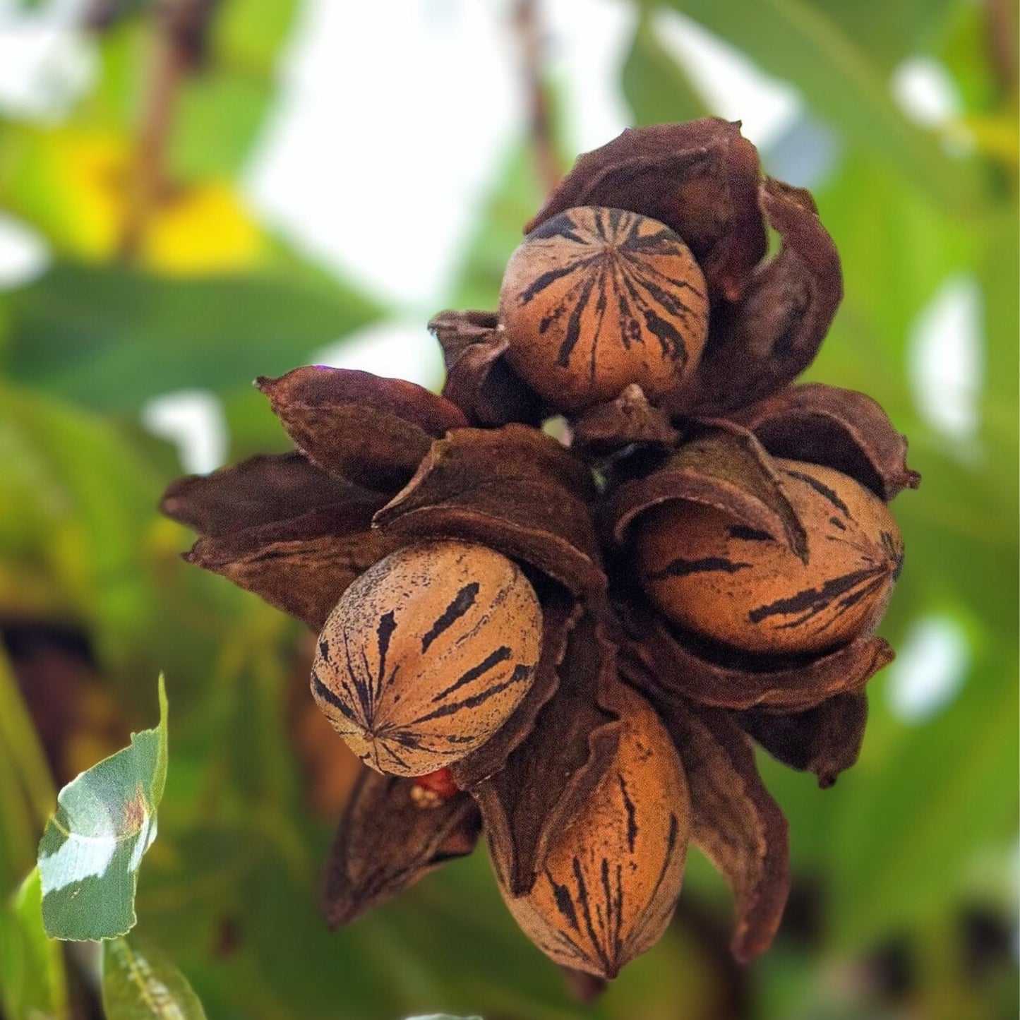 Hardy Pecan Trees - 12-24in Tall - Edible Nut Variety - Carya illinoinensis - Bare Root Plant for Zones 6-9