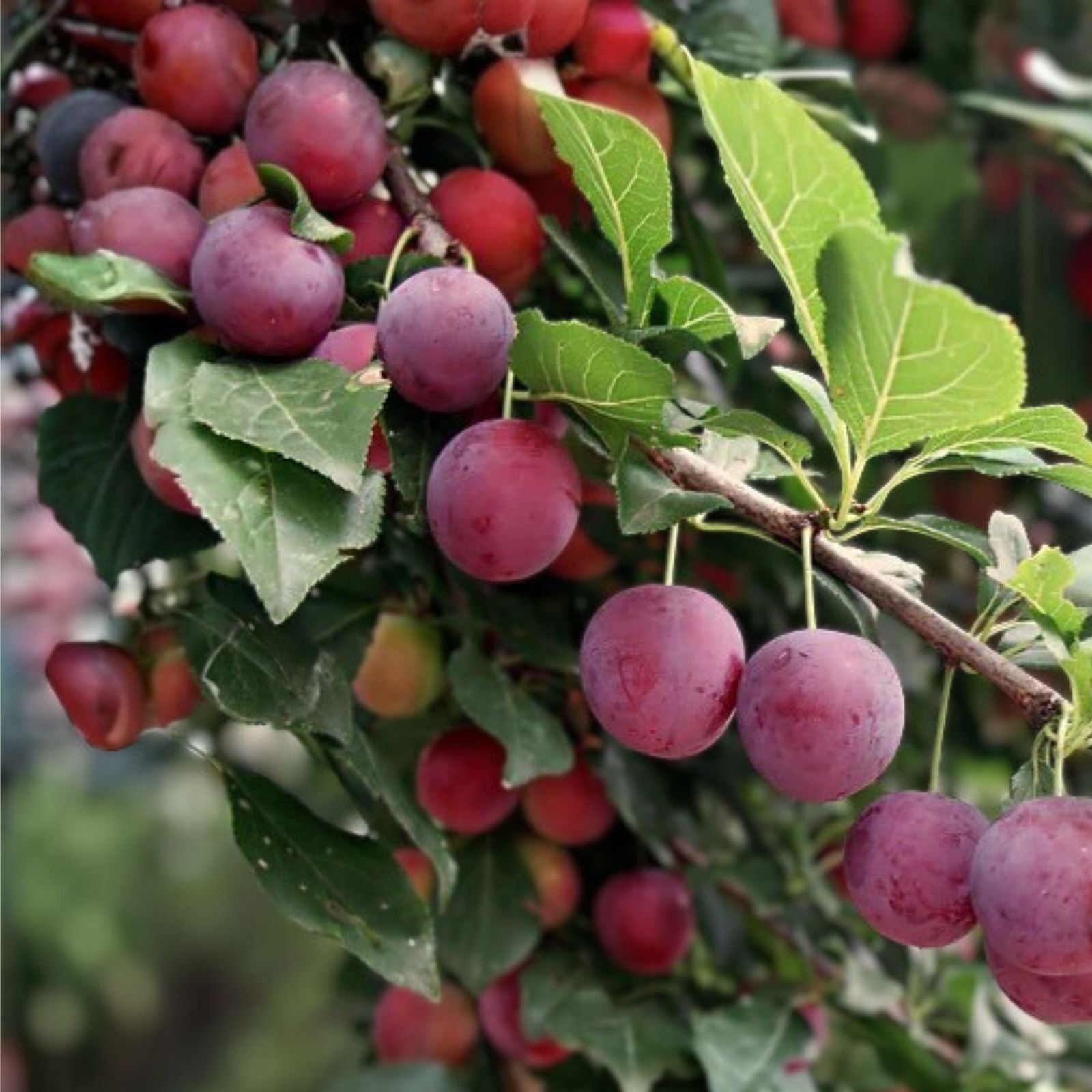 Wild Plum Tree Live Plant 12-18" Prunus spp. Edible Fruit Tree for Gardens and Landscapes