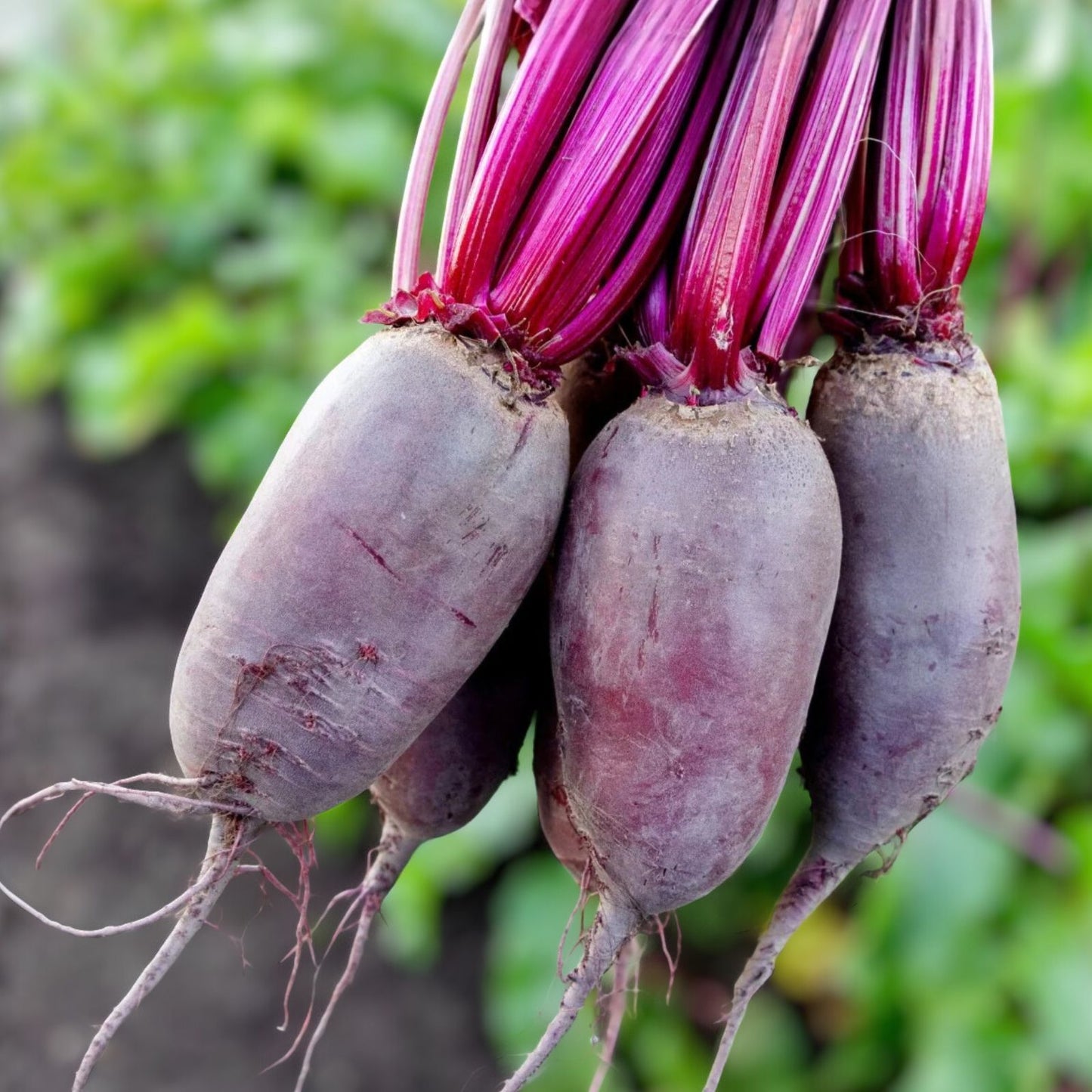 Cylindra Beet Seeds - Organic Non-GMO Heirloom 100 Seeds - Beta vulgaris, Root Vegetable, Garden Seed