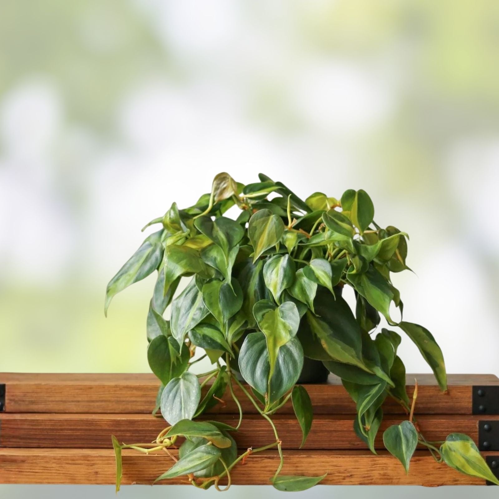Philodendron Hederaceum 'Brasil' Cuttings - Variegated Trailing Houseplant - Indoor Plant Decor - 4 Cuttings