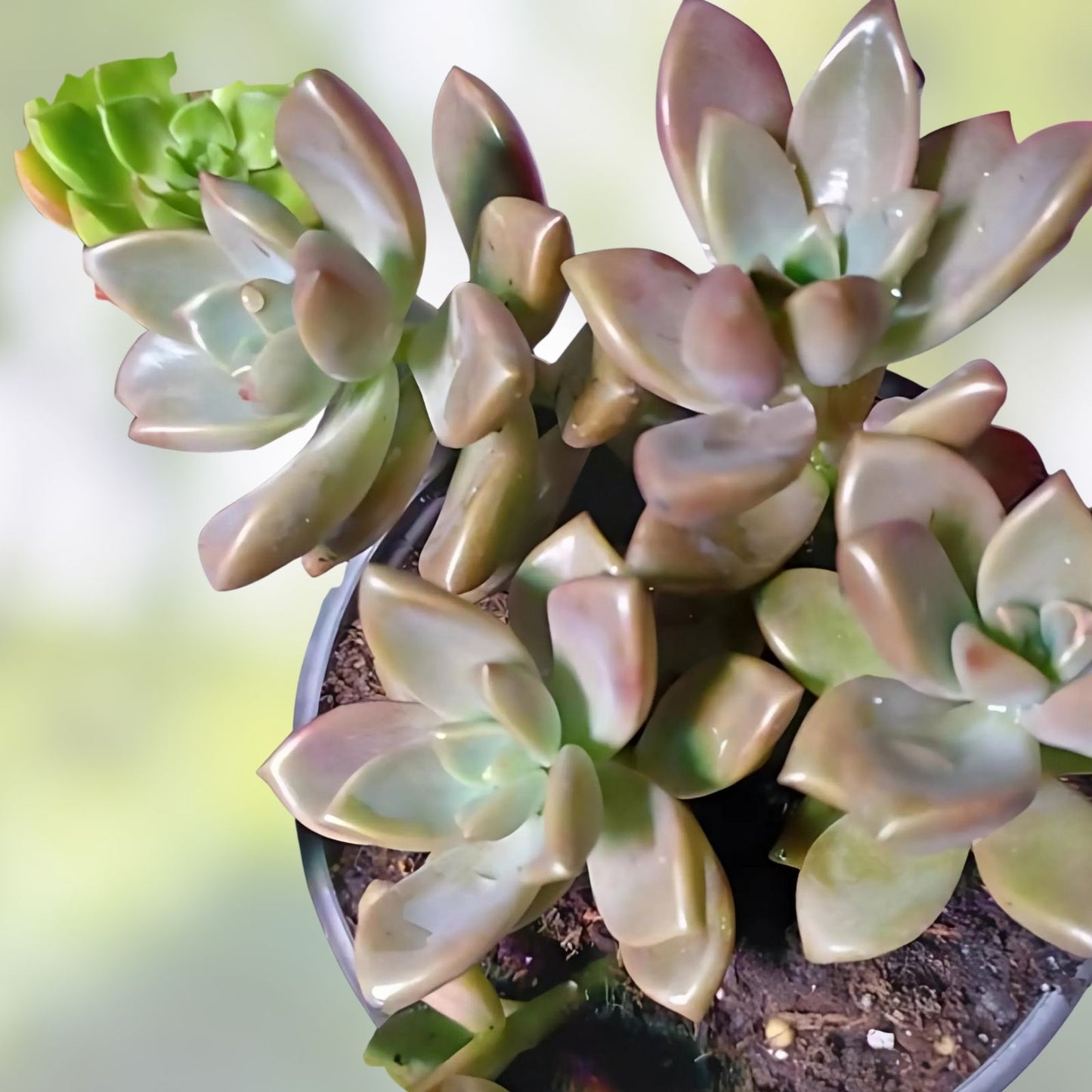 Graptosedum Alpenglow Bronze Succulent 2-Inch Live Plant for Home Decor or Gift