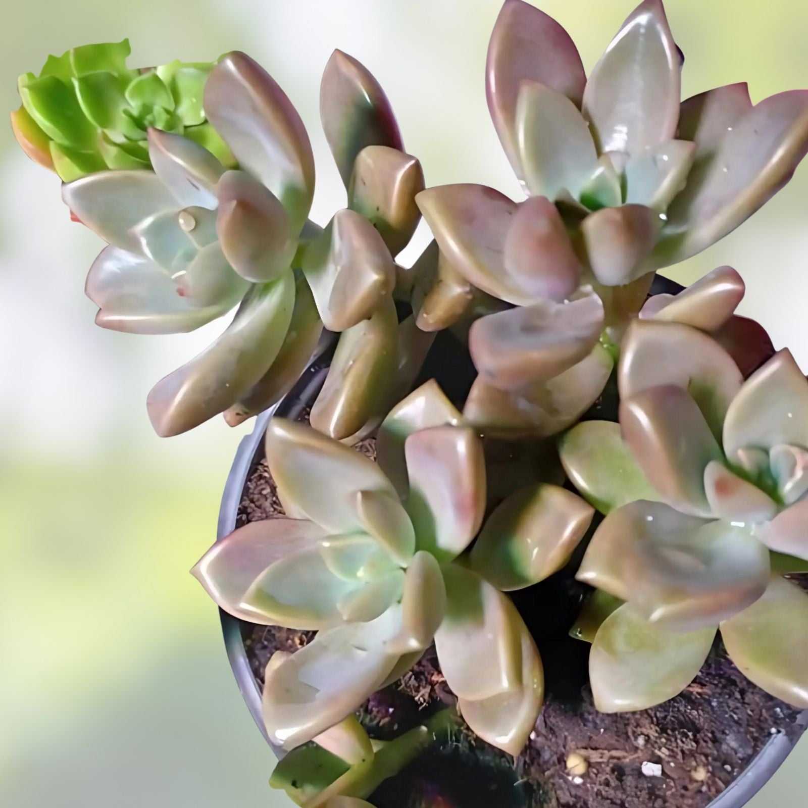 Graptosedum Alpenglow Bronze Succulent 2-Inch Live Plant for Home Decor or Gift