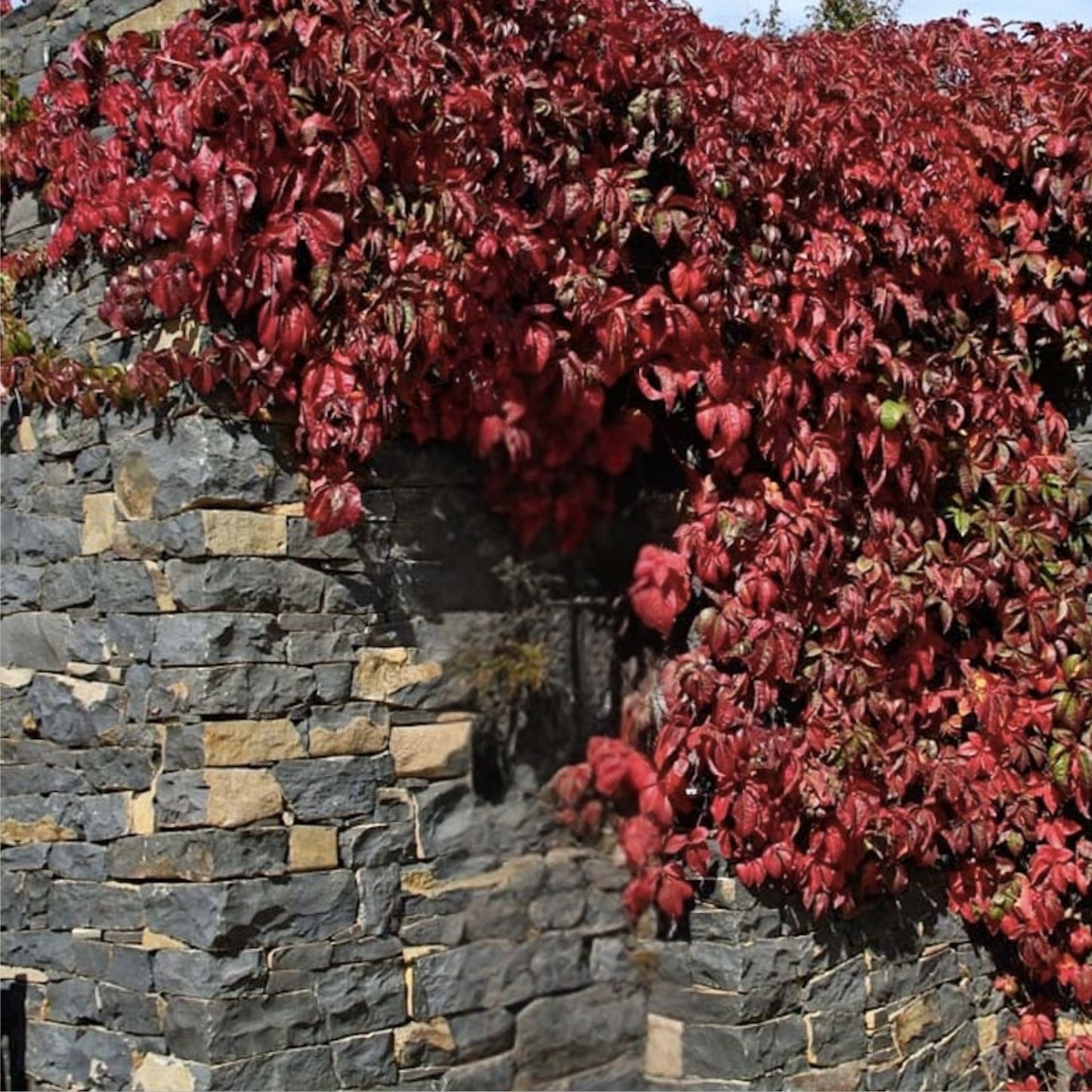 Virginia Creeper Live Rooted Cuttings – 5 Hardy Ground Cover Vines, Parthenocissus quinquefolia, Climbing Plant, Fast Growing