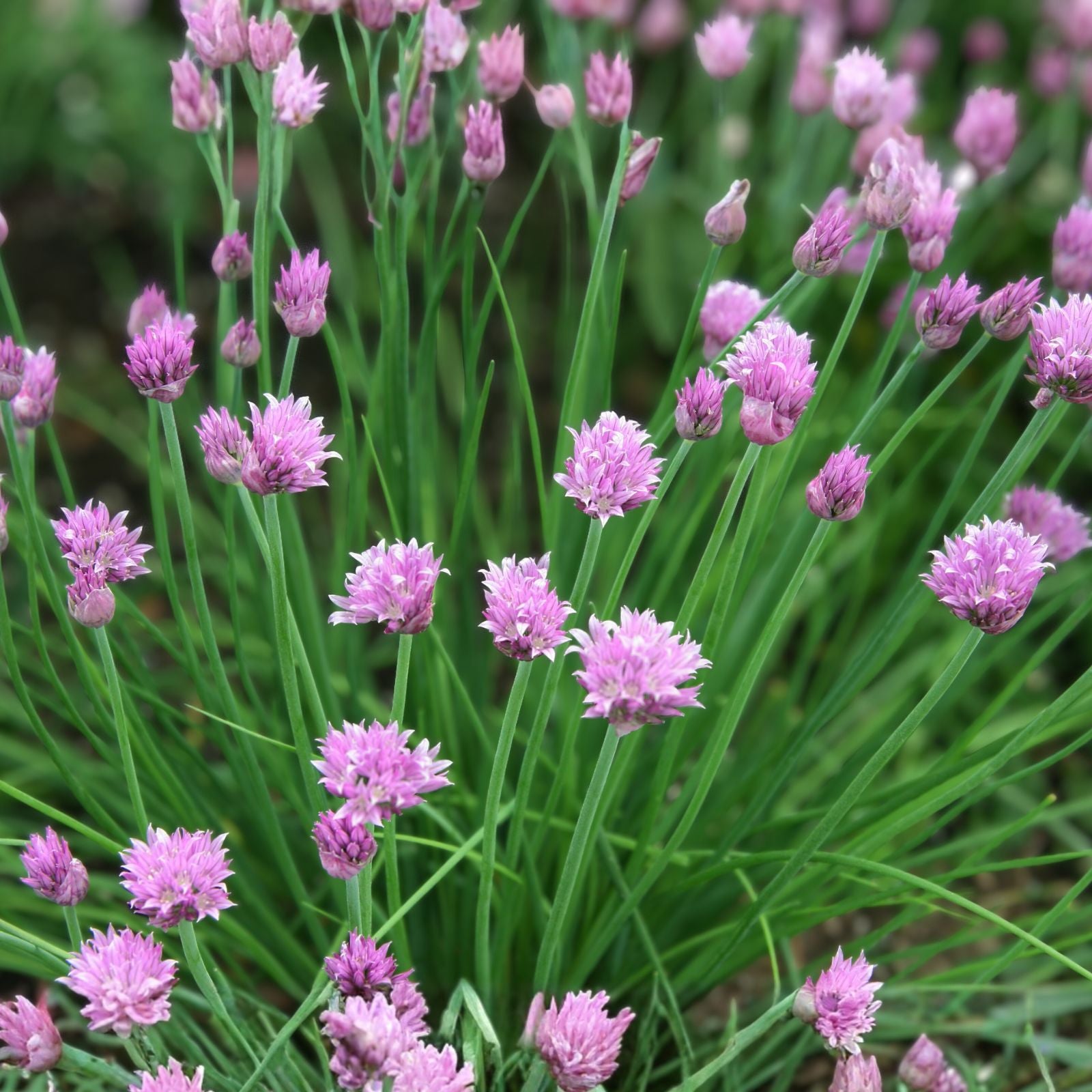 Chive Seed Pack - 100 Heirloom Seeds - Flavorful Allium schoenoprasum Herb - Easy to Grow Culinary Plant
