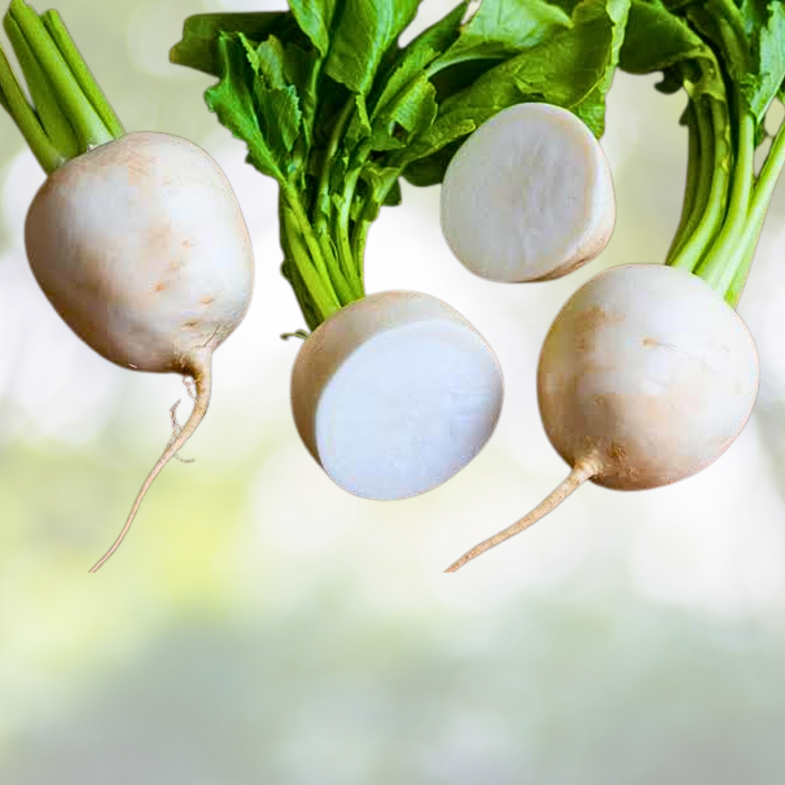 Seven Top Turnip Seeds - 250 Non-GMO Heirloom Seeds for Best Tasting Greens - Brassica rapa