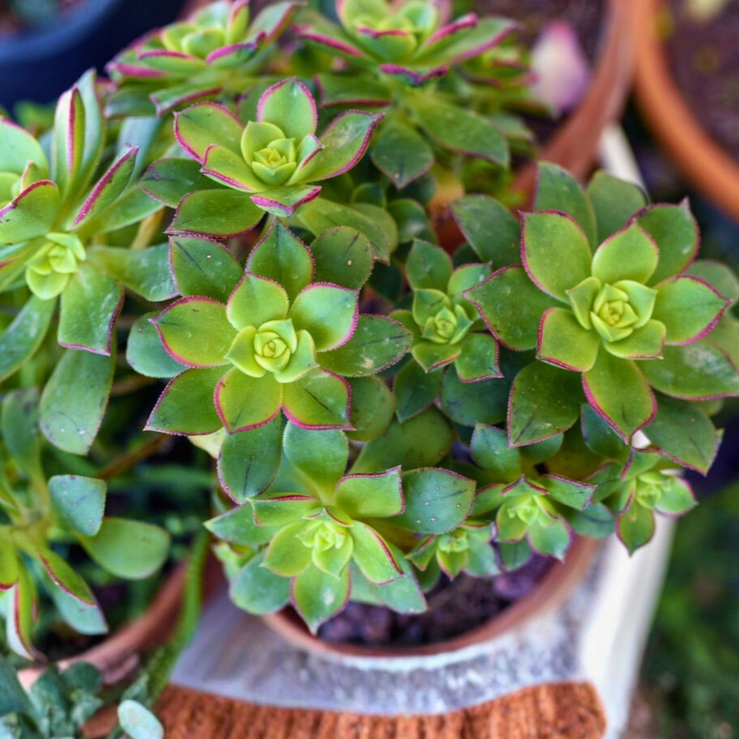 Succulents Live Plants - Aeonium Cutting Combo - Varied Colors - Easy Care Indoor Garden Plants - Aeonium arboreum