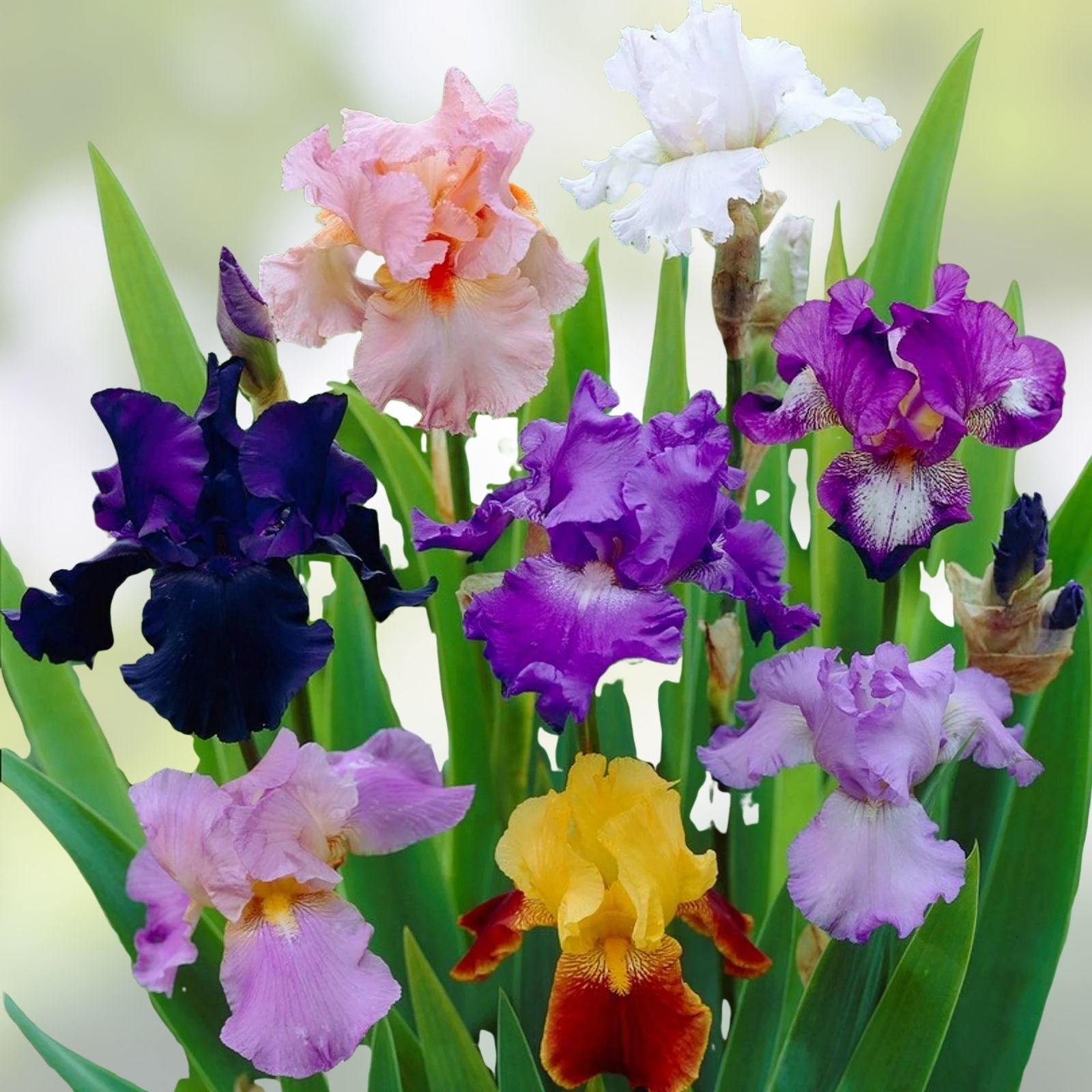 Iris Rhizomes Set of 3 Mixed Colors | Iris germanica Freshly Dug with Flags for Easy Identification