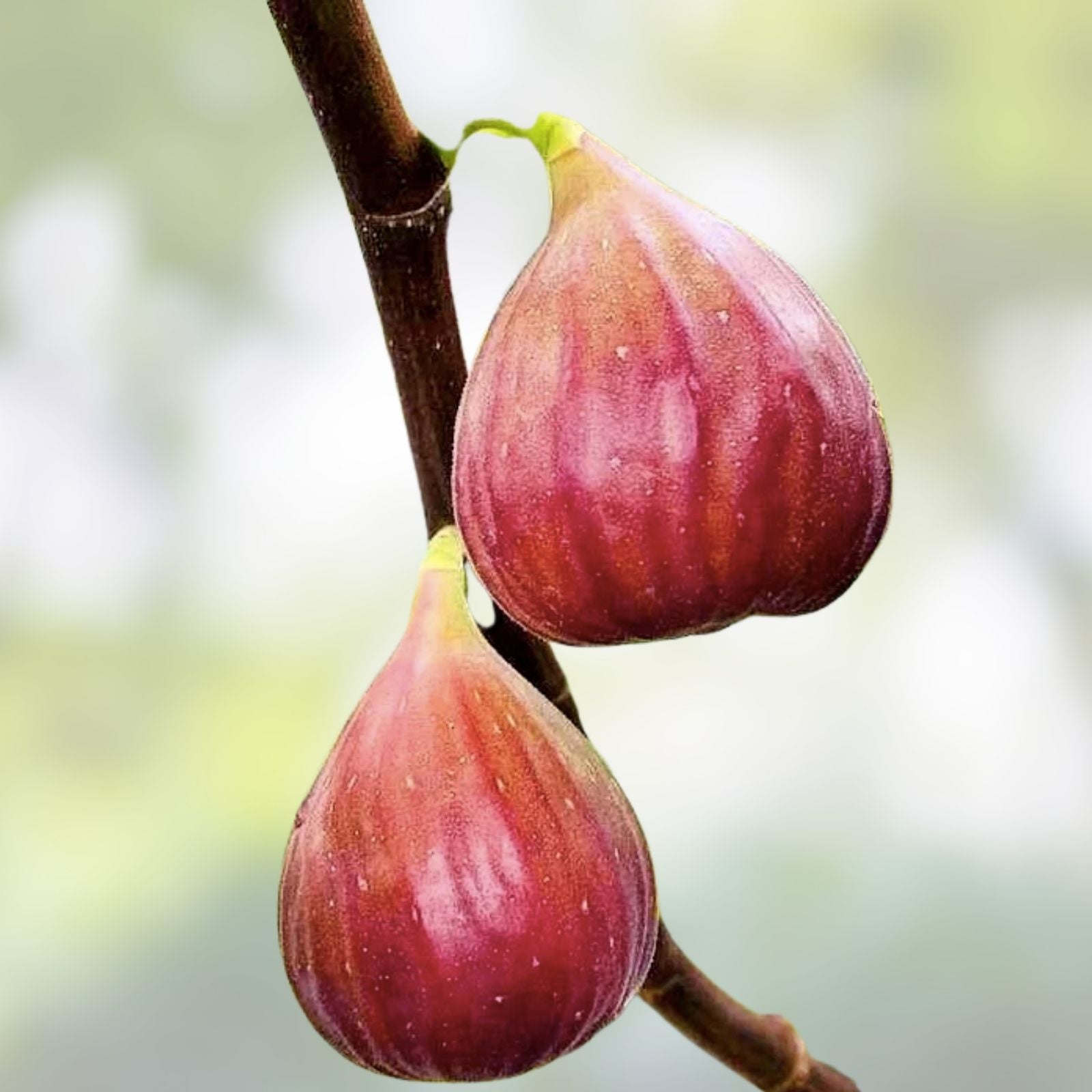 Fig Tree Seeds 40+ Pack, Sweet Fruit Variety, Ficus carica, USA Seller, Free Shipping