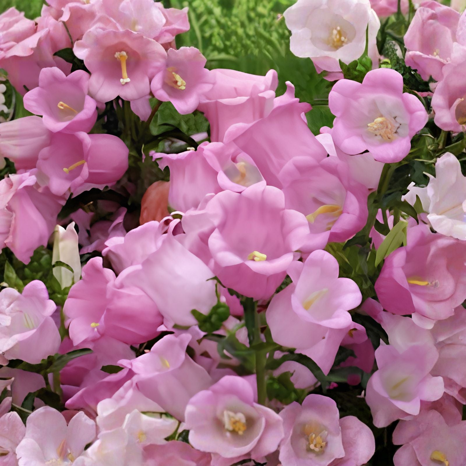 Pink Bellflower Seeds 50 Count – Campanula Medium – Garden and Landscaping Plant Seeds