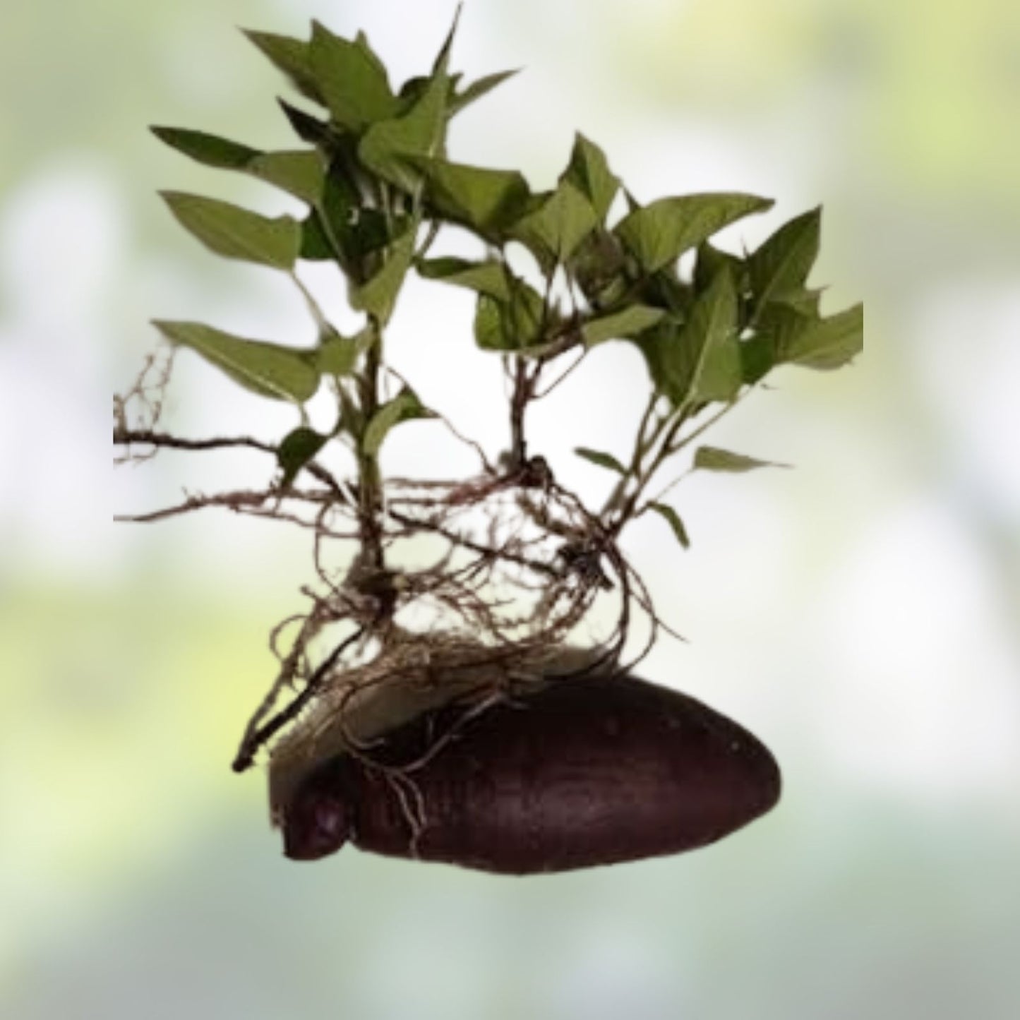 Okinawan Sweet Potato Slips – 5 Unrooted Cuttings – Purple Variety – Ipomoea batatas – Edible Root Vegetable Plants