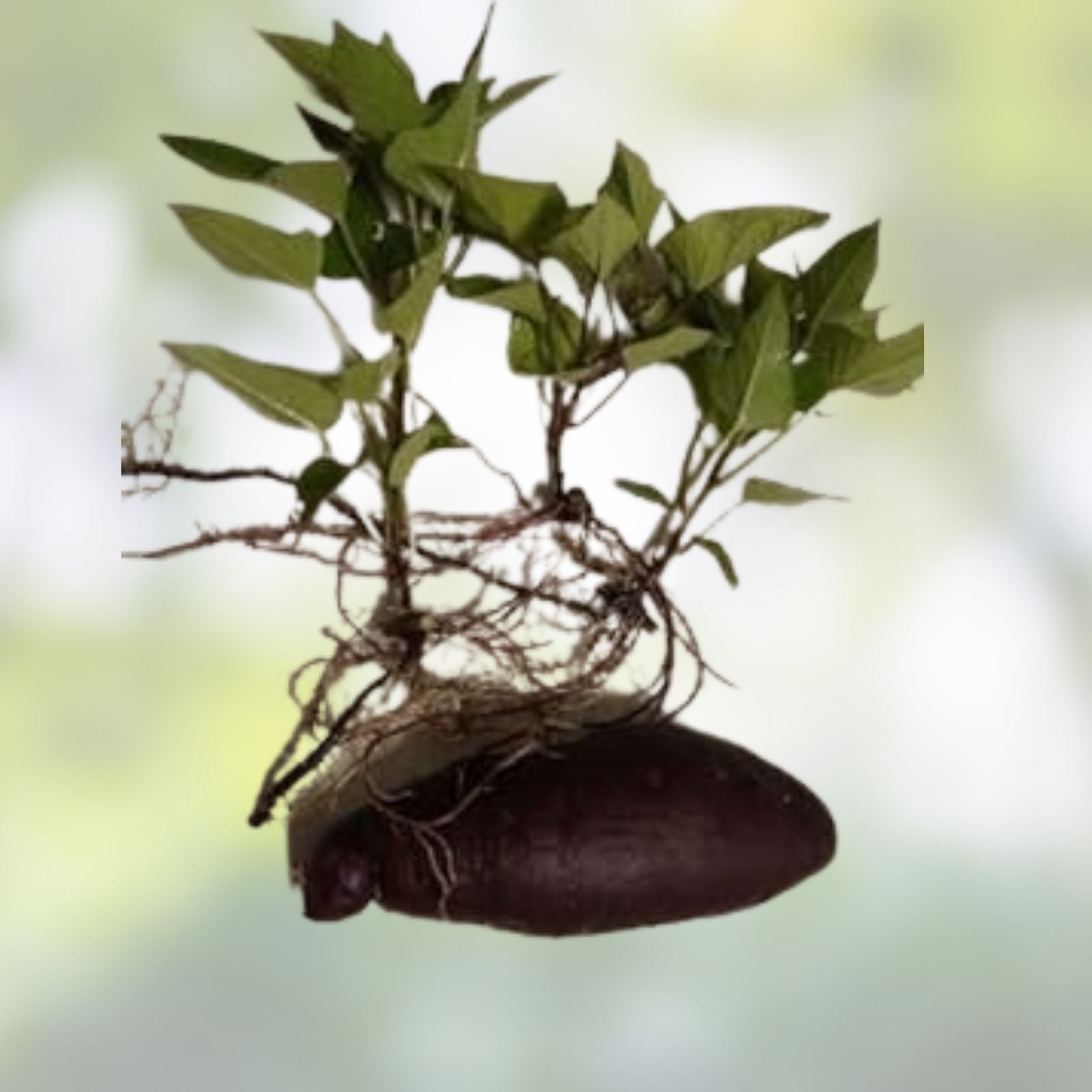 Okinawan Sweet Potato Slips – 5 Unrooted Cuttings – Purple Variety – Ipomoea batatas – Edible Root Vegetable Plants