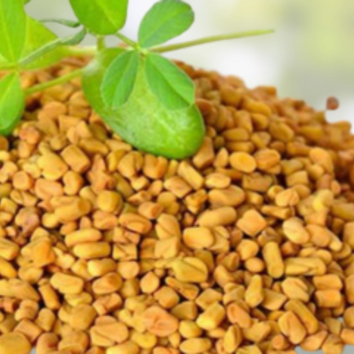 Organic Fenugreek Seeds 16 oz Culinary Herb Trigonella foenum-graecum Natural Flavor Enhancer