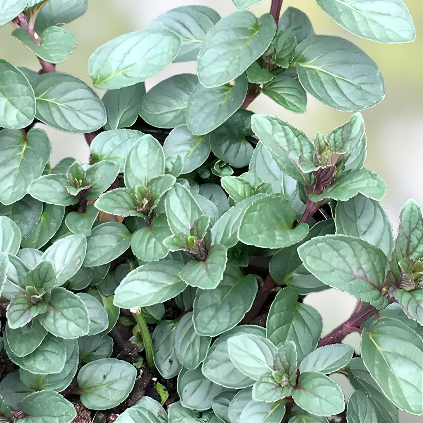 Chocolate Mint Plant Cuttings - 10 Rooted Mentha × piperita 'Chocolate' - Aromatic Herb for Garden and Kitchen