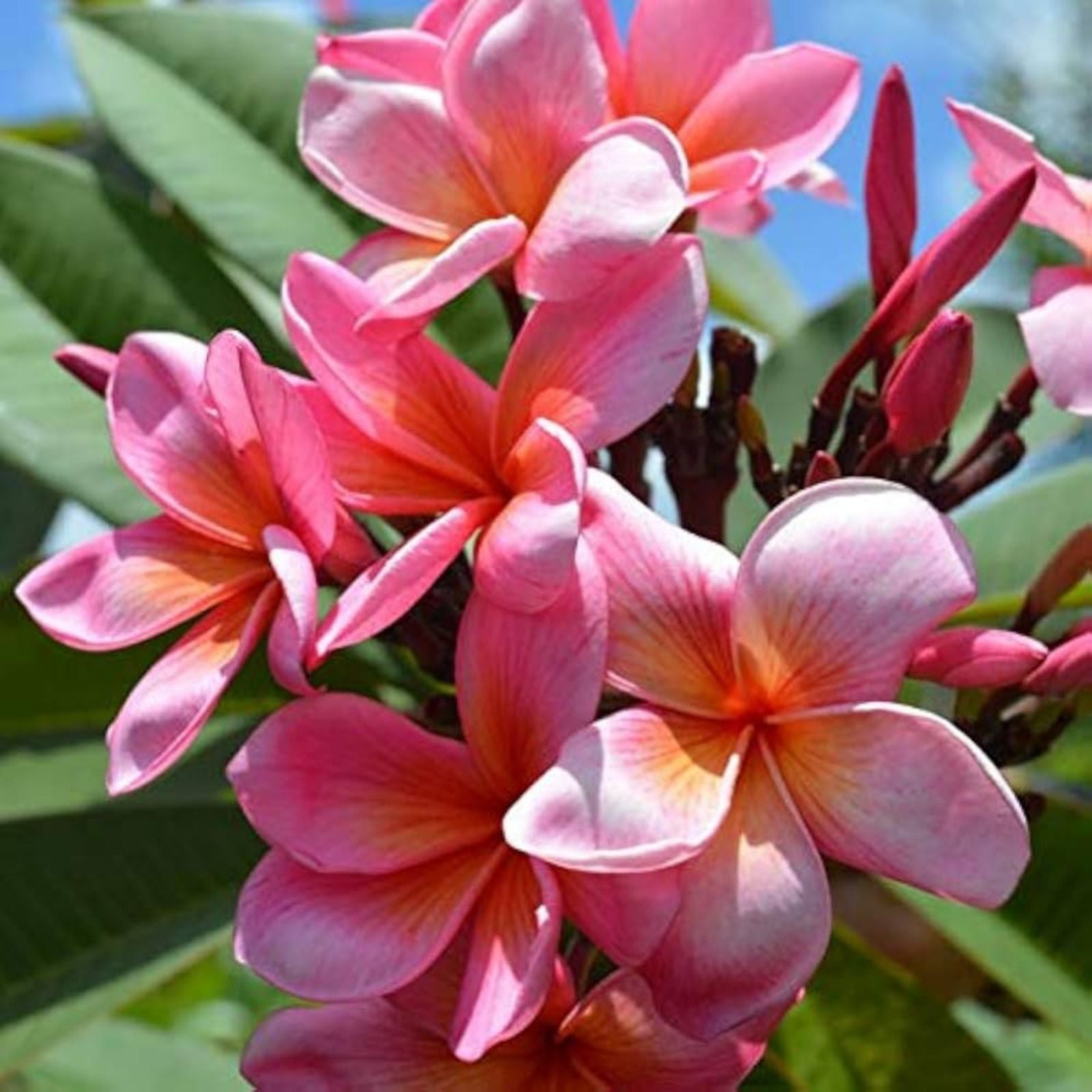 Plumeria Plant 6-10" Miami Rose Pink Flowers Fragrant Frangipani (Plumeria rubra)