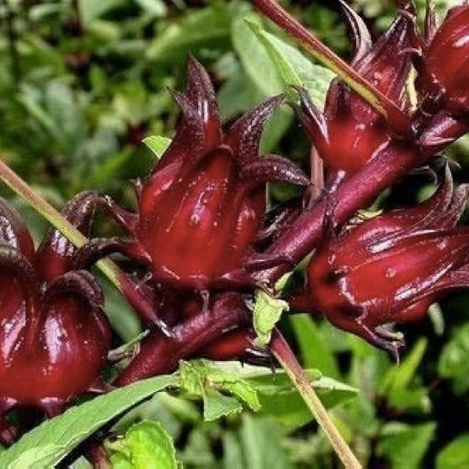 Jamaican Sorrel Seeds 10 Pack Florida Cranberry Indian Roselle Hibiscus sabdariffa Edible Flower Plant
