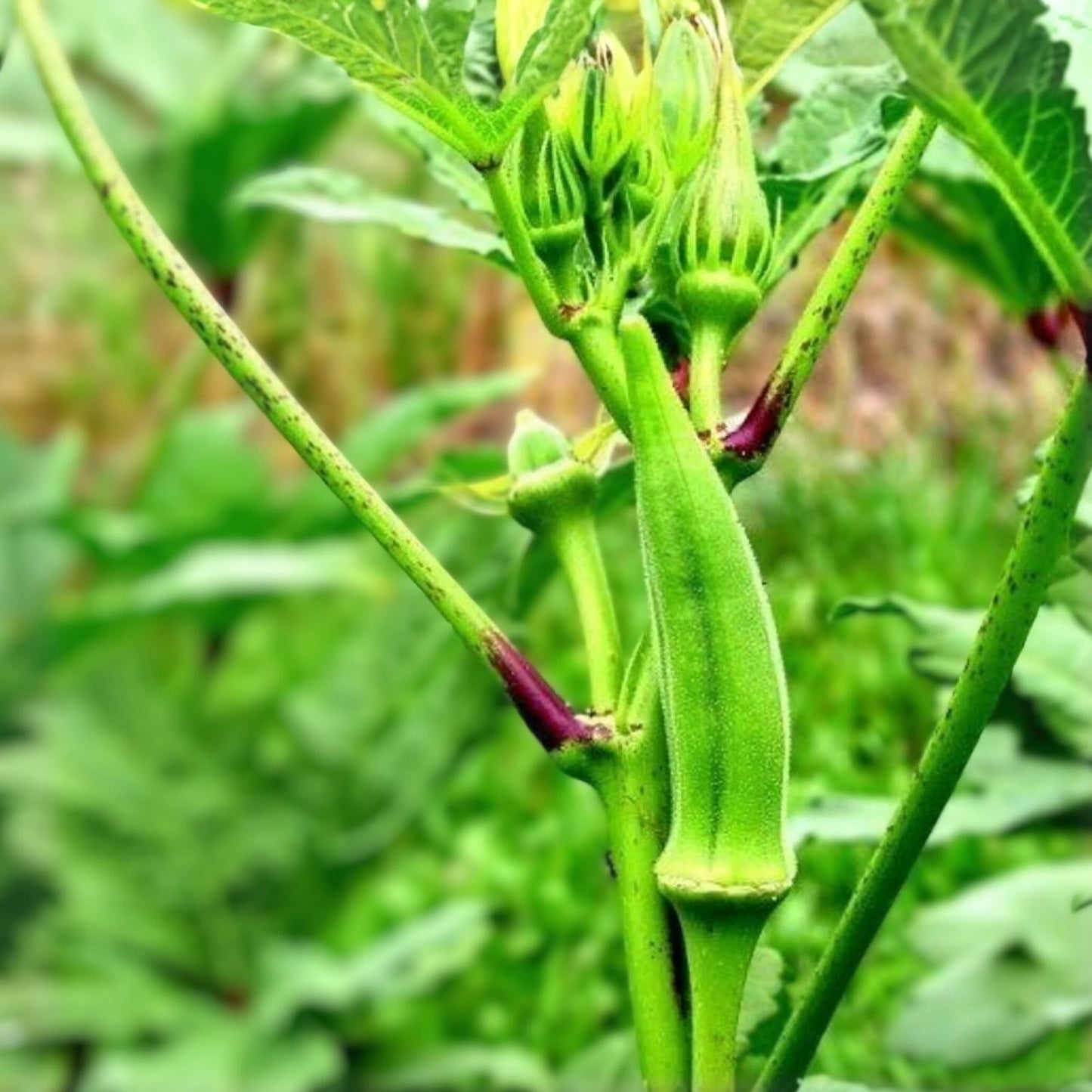 Heirloom Okra Seeds - 100 Non-GMO Emerald Variety Garden Seeds - Abelmoschus esculentus