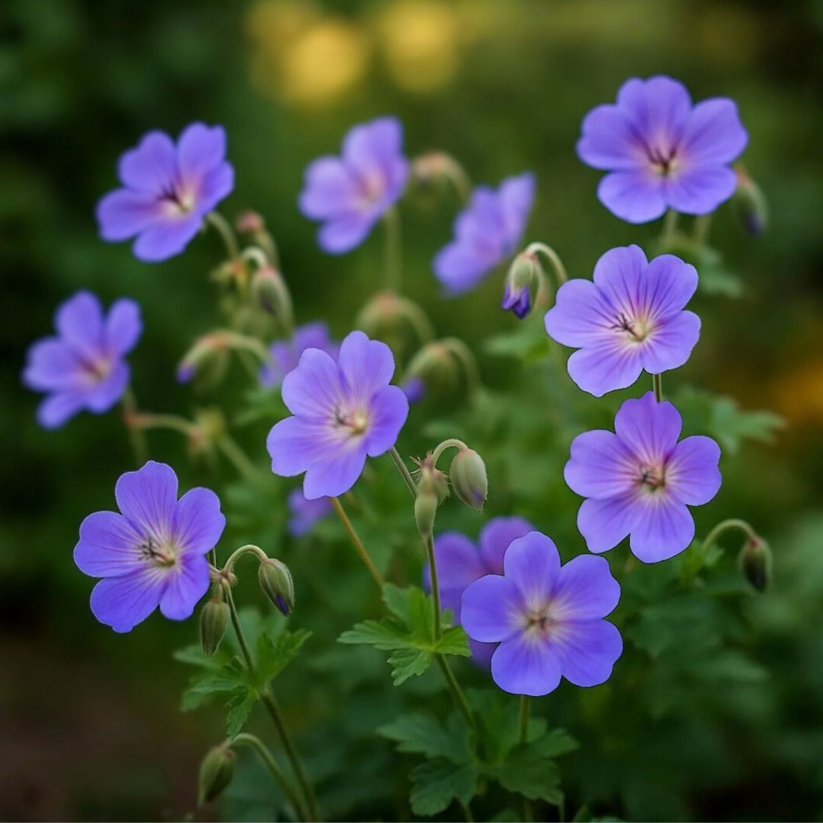 Cranesbill Wild Geranium Bare Roots - Organic Maculatum Wildflower Transplant, Multicolor Perennial Plant