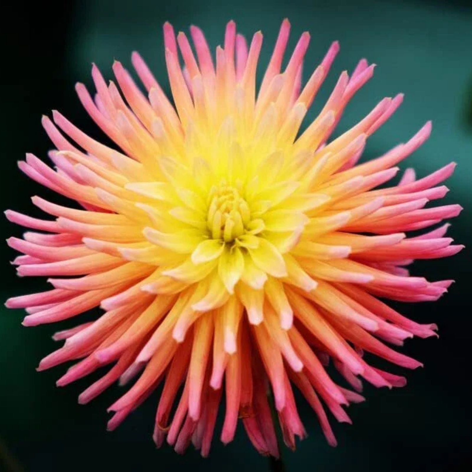Dahlia Seeds Pack - 50+ Mixed Colors - Dahlia pinnata - Non-GMO Flower Seeds - USA Grown, Iowa Shipped