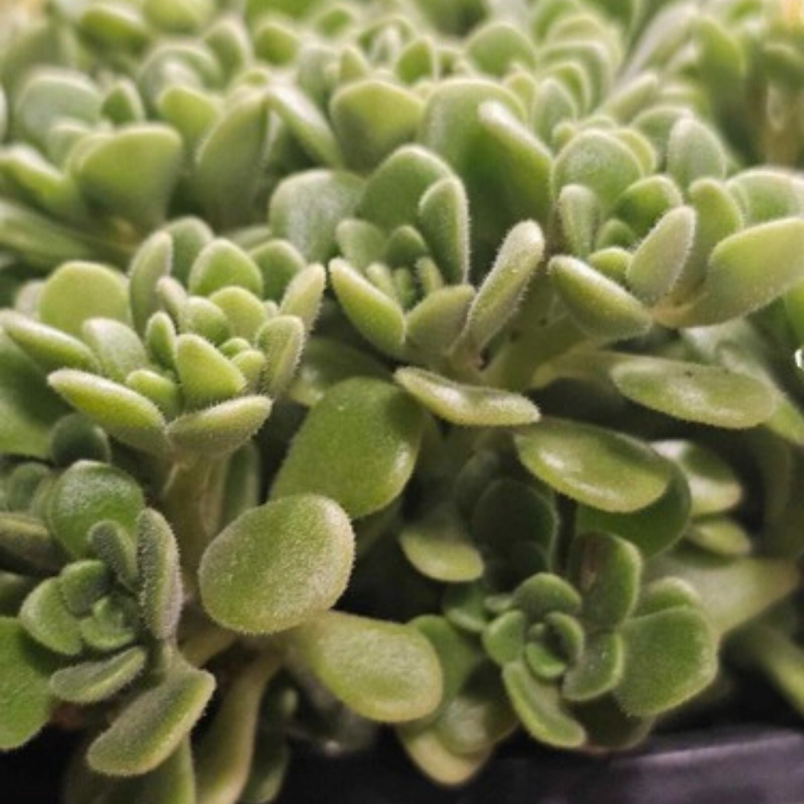 6-Inch Graptoveria Fred Ives Succulent Cutting - Rare Live Plant for Easy Care, Home Decor, Succulent Collection