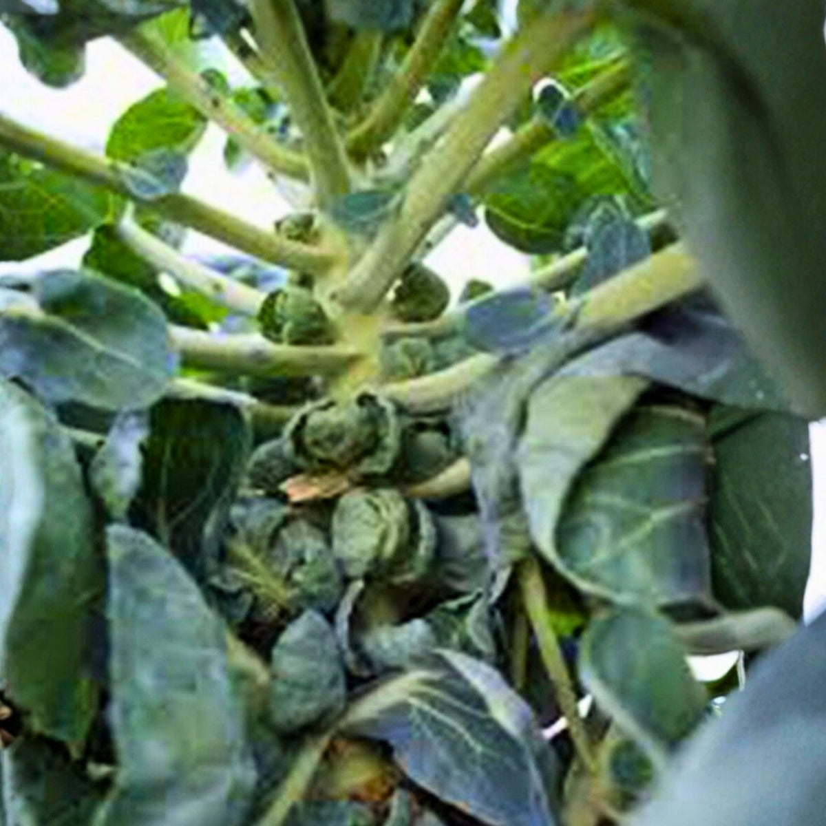 Brussel Sprout Seeds 25+ Heirloom Churchill Variety Early Brassica oleracea var. gemmifera Vegetable Seeds