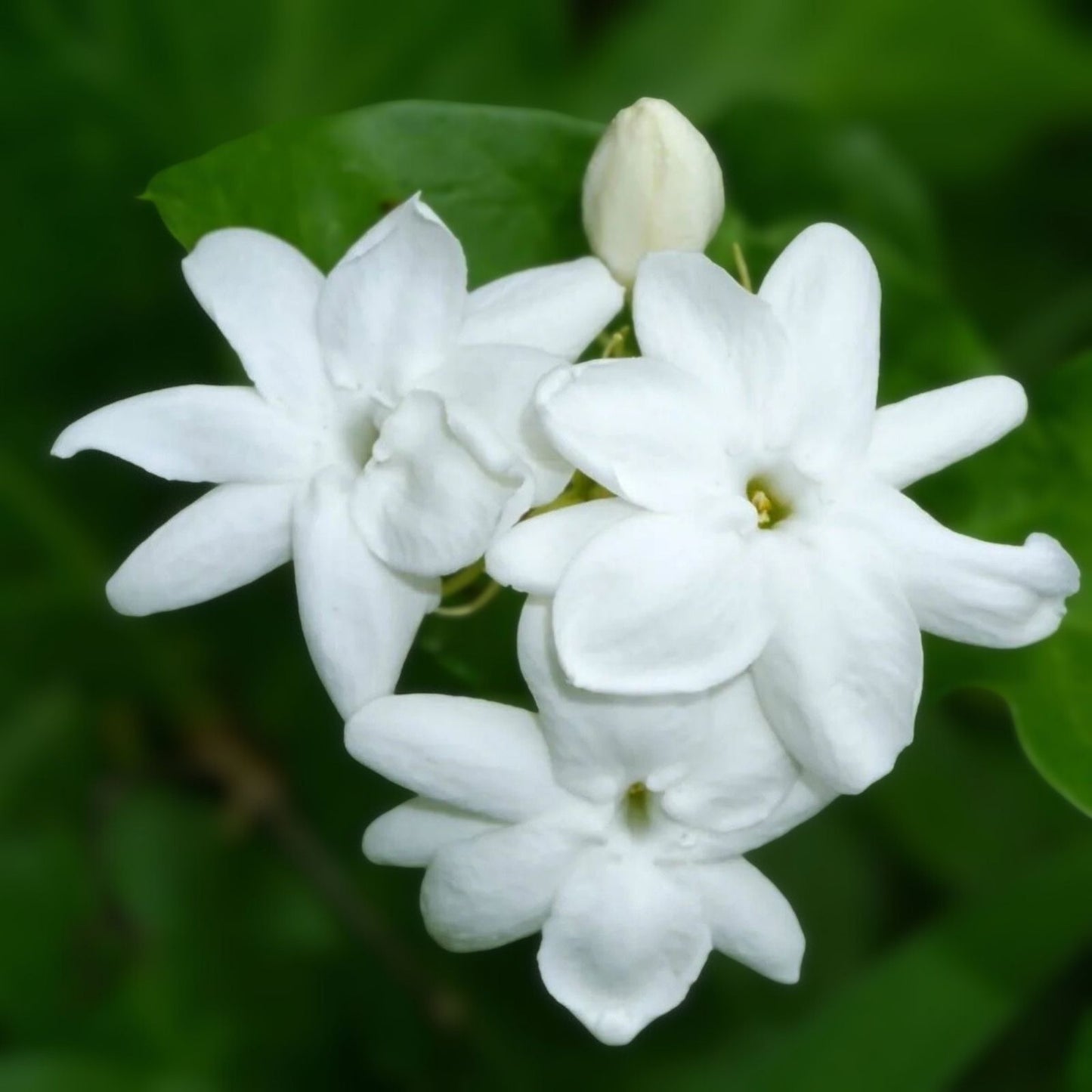 Jasmine Cuttings - 5 Fresh Unrooted Jasminum Sambac - Fragrant Flowering Plant for Garden and Indoor Growth