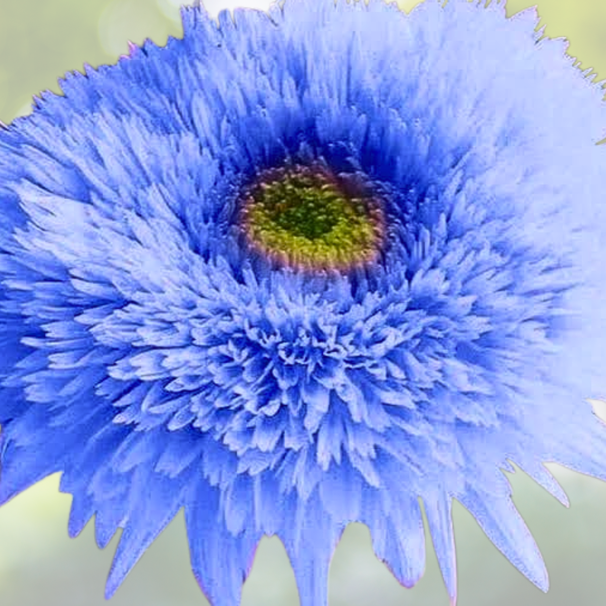 Blue Teddy Bear Sunflower Seeds - 50pcs Annual Blooms - Helianthus annuus