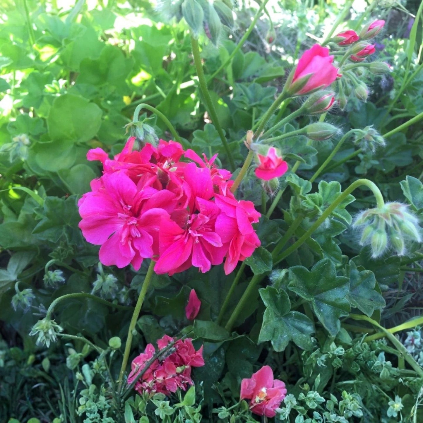 Super Rare Spiky Pink Bloom Cluster Pelargonium Geranium 6" Live Plant Cutting, Exotic Indoor Houseplant, Unique Garden Decor