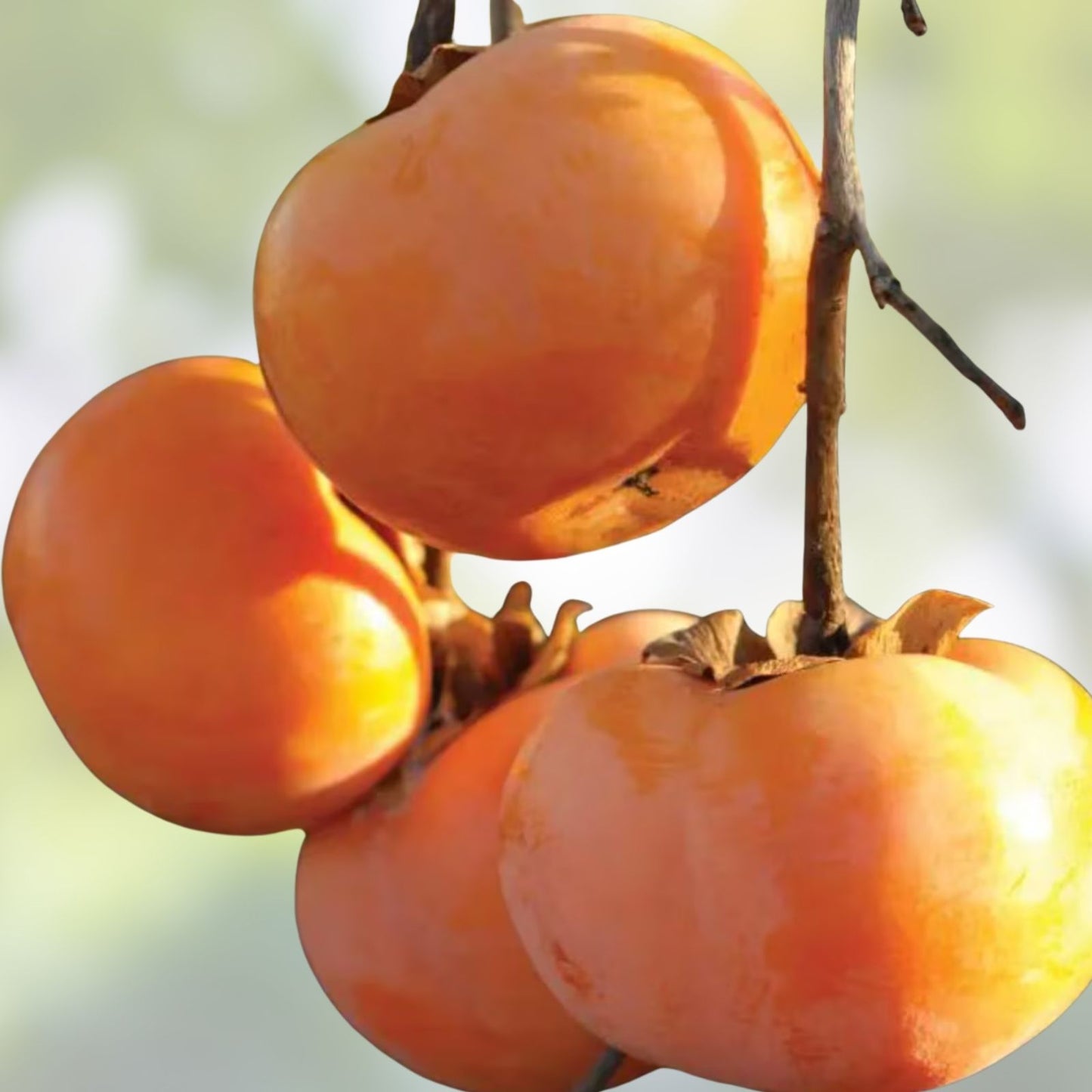 Japanese Persimmon Tree Seeds - 10 Seeds - Diospyros kaki Edible Fruit Variety - Easy to Grow Plant for Garden or Patio