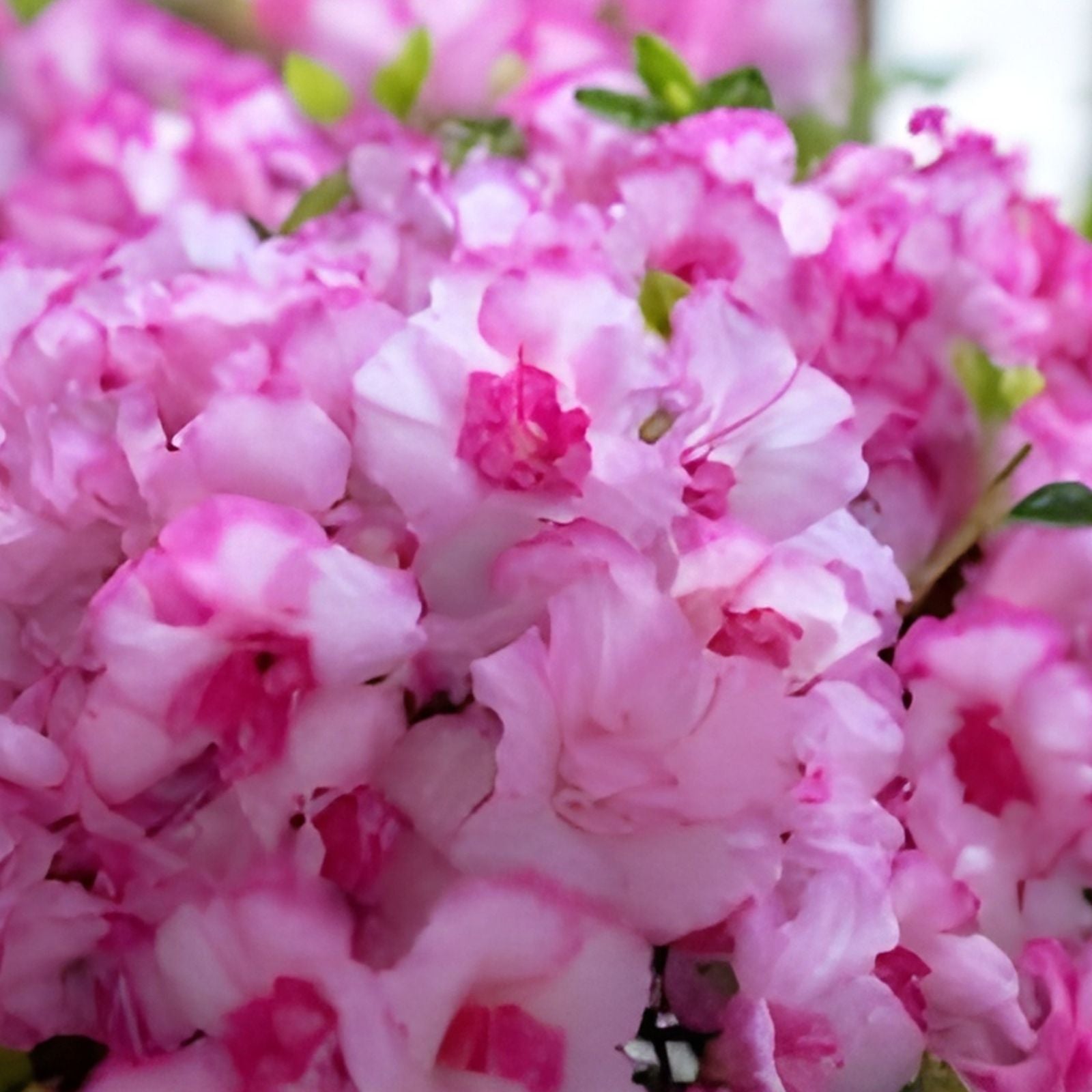 Encore Autumn Kiss Azalea Starter Plant - Deciduous Pink Flowers - Rhododendron 'Autumn Kiss'