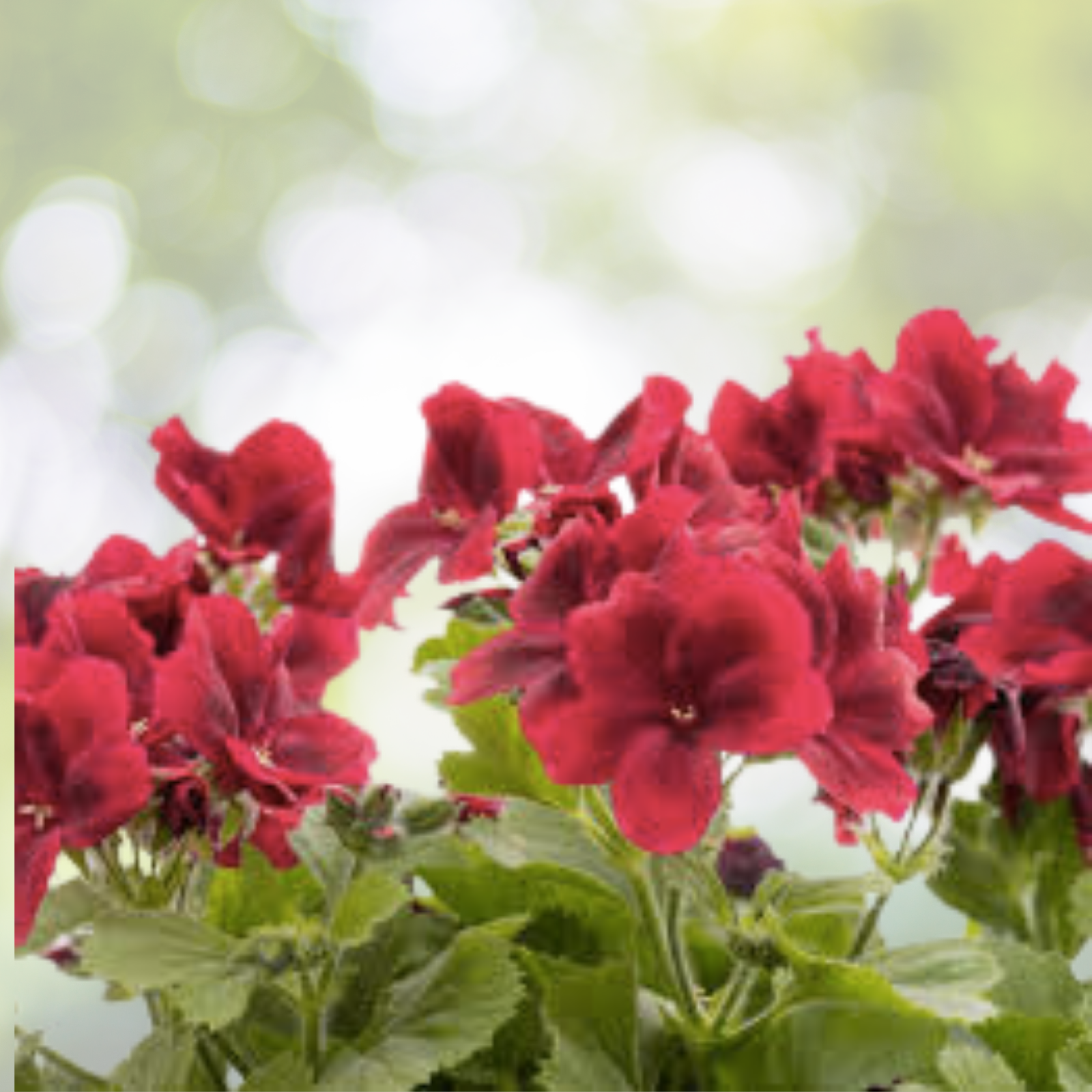 Geranium Cuttings 3x6" Rose Red Fragrant Pelargonium Peltatum Live Plant - Perfect for Gardens and Containers