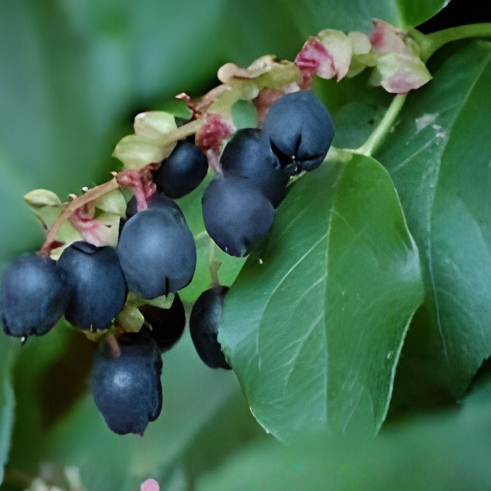 Salal Berry Seeds 100+ Edible Fruits Evergreen Shrub Gaultheria shallon for Gardens, Landscaping, and Edible Plants