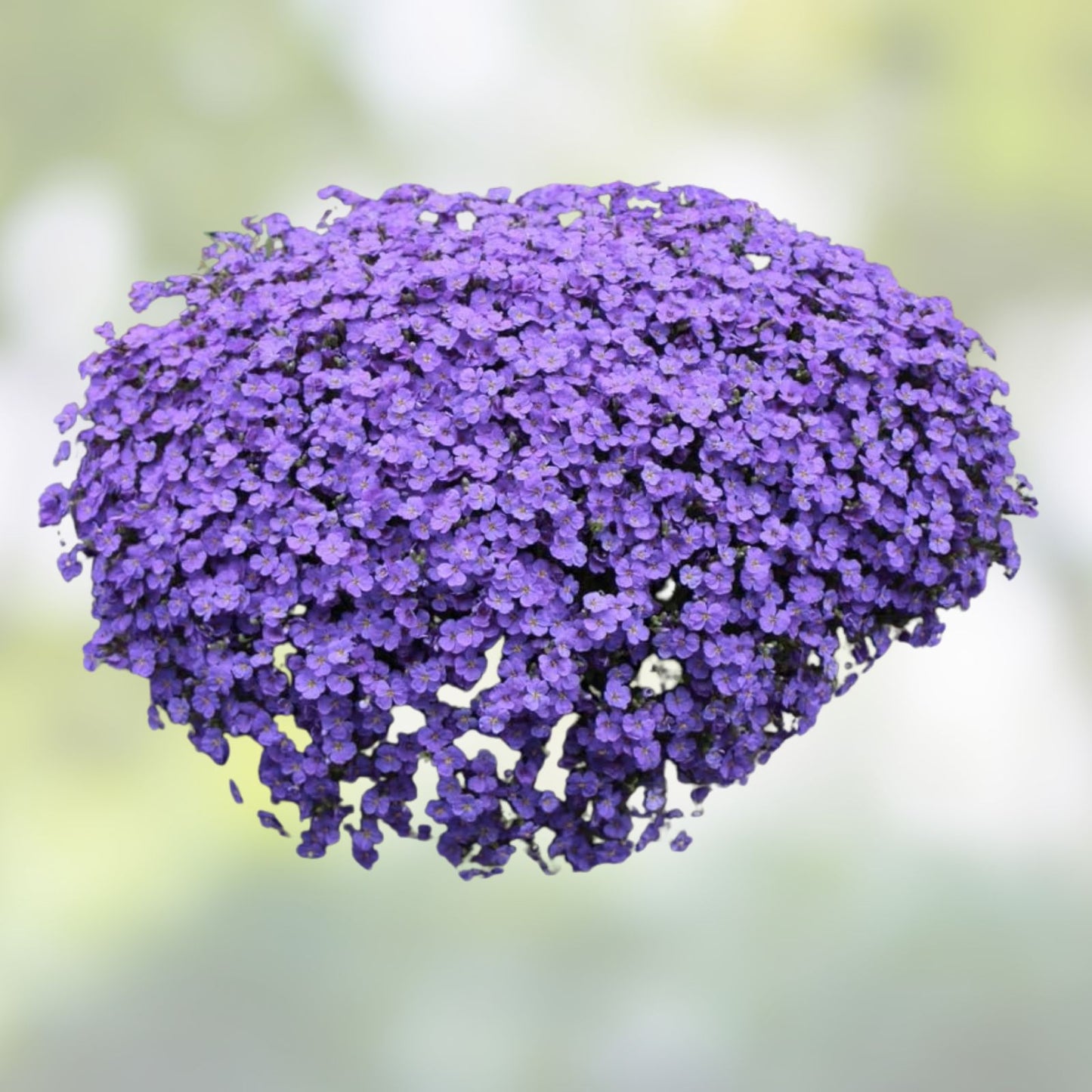 Aubrieta Seeds 100 Cascade Purple Flower Seeds Rock Cress Perennial Ground Cover Botanical Name
