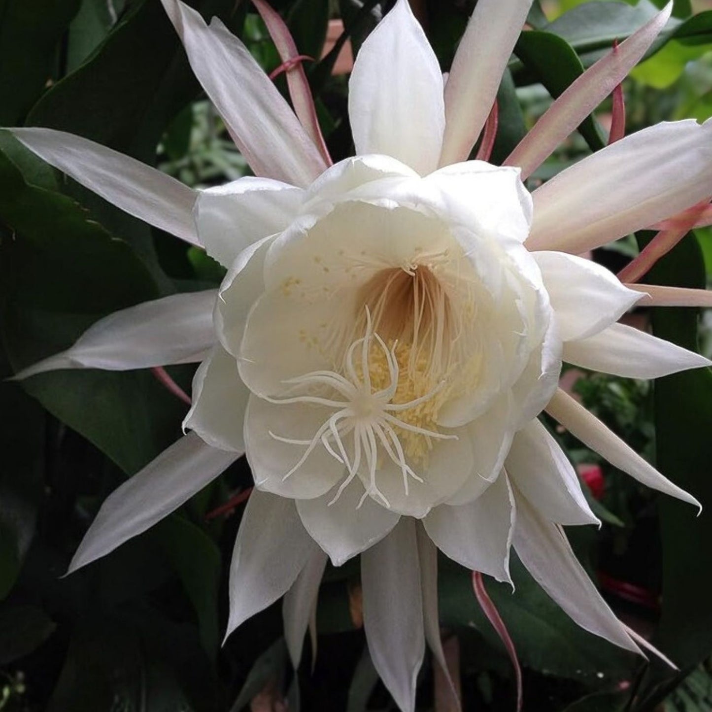 Epiphyllum Oxypetalum Plant | Queen of the Night Orchid Cactus | Live Indoor Rare Succulent Plant