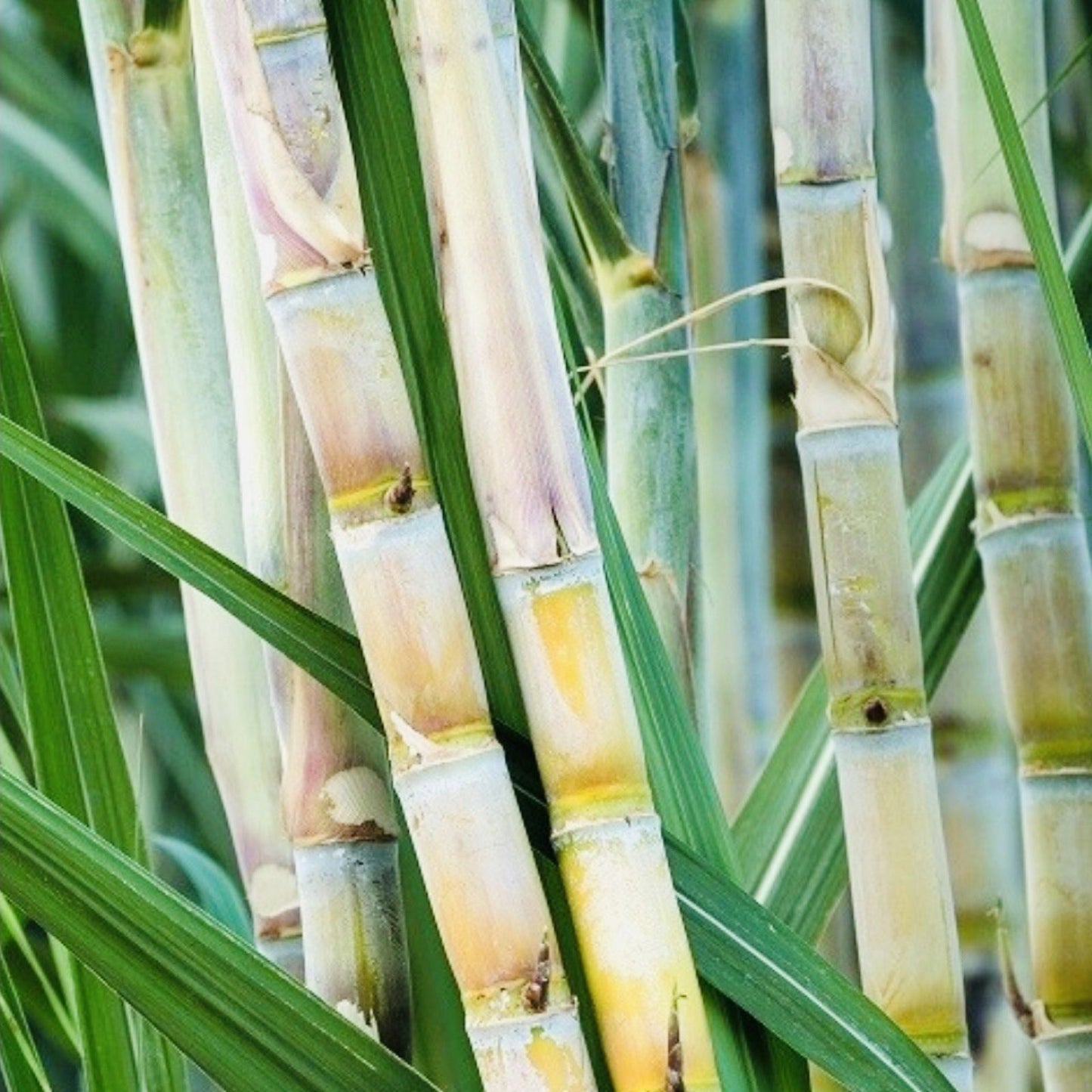 Sugarcane Cuttings 5pcs Sweet Juicy Planting Material Saccharum officinarum