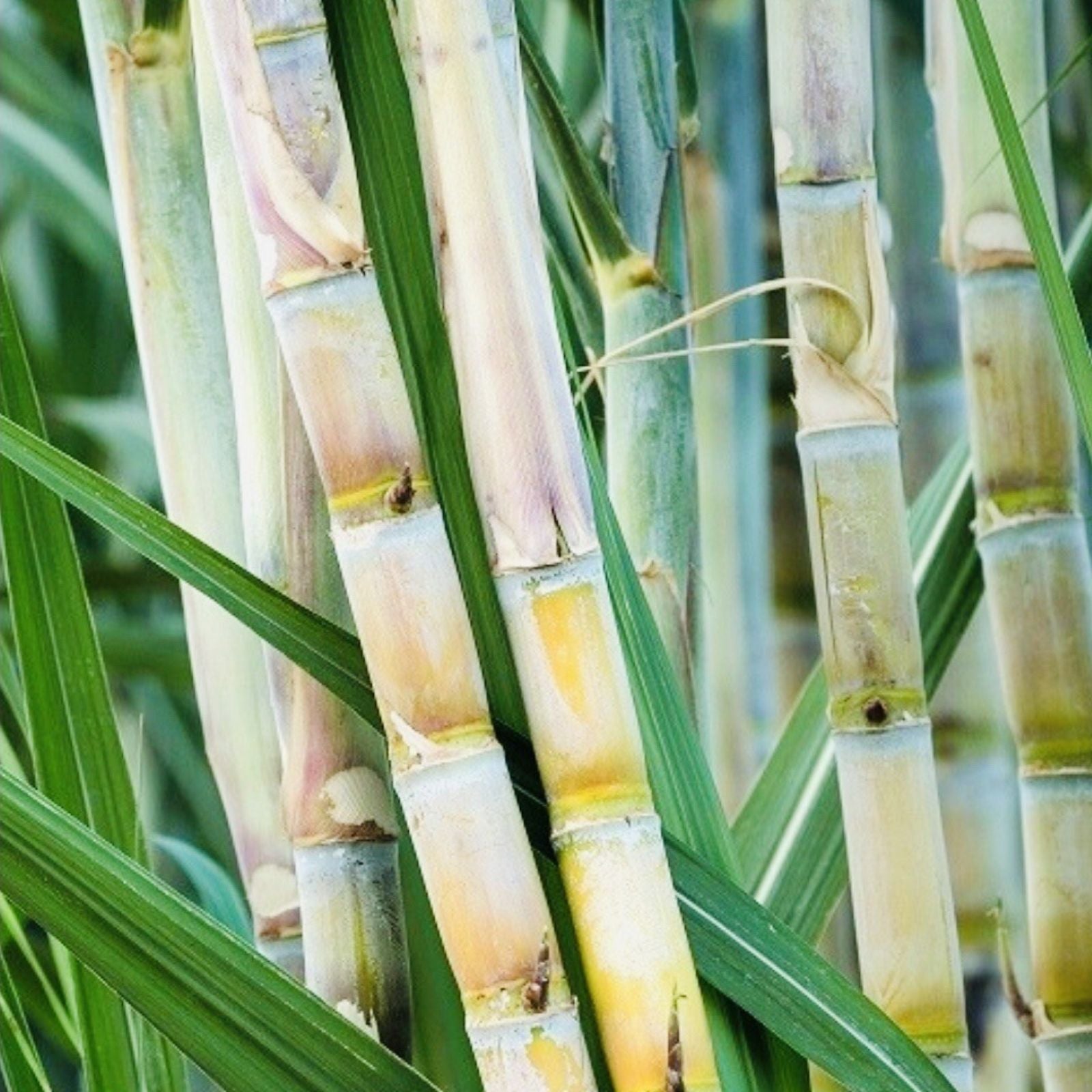 Sugarcane Cuttings 5pcs Sweet Juicy Planting Material Saccharum officinarum