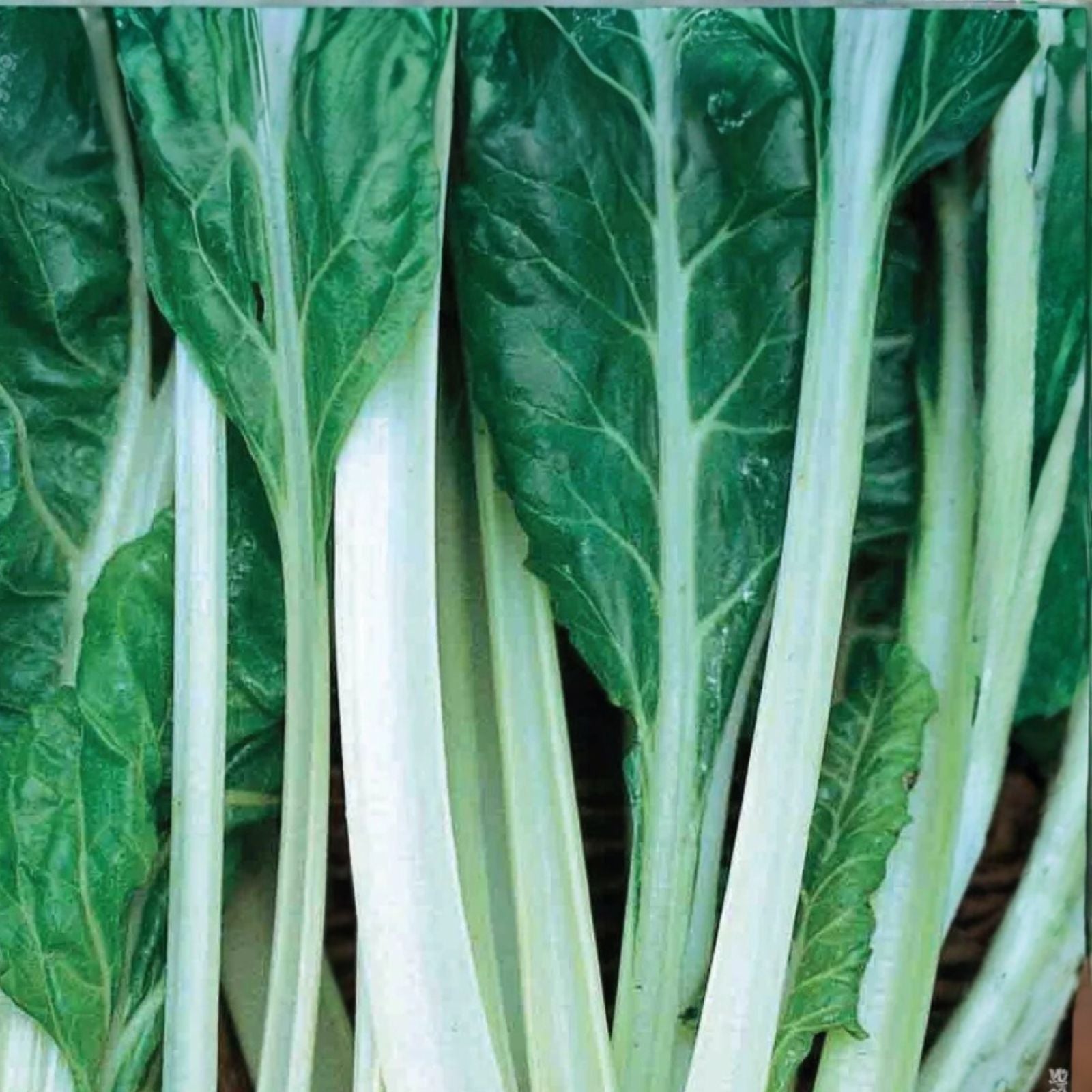 Heirloom Swiss Chard Seeds - Large White Ribbed - Non-GMO Beta vulgaris subsp. cicla Garden Vegetable Seeds