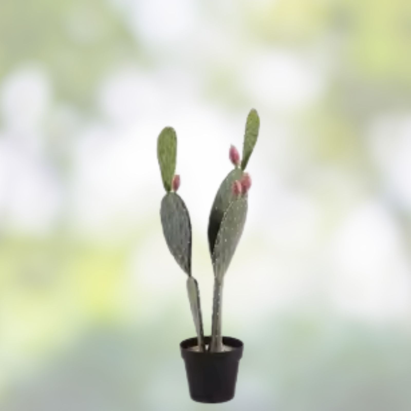 Opuntia Lubrica Prickly Pear Cactus Cutting - Live Plant Pad Segment - Succulent for Gardening and Home Decor