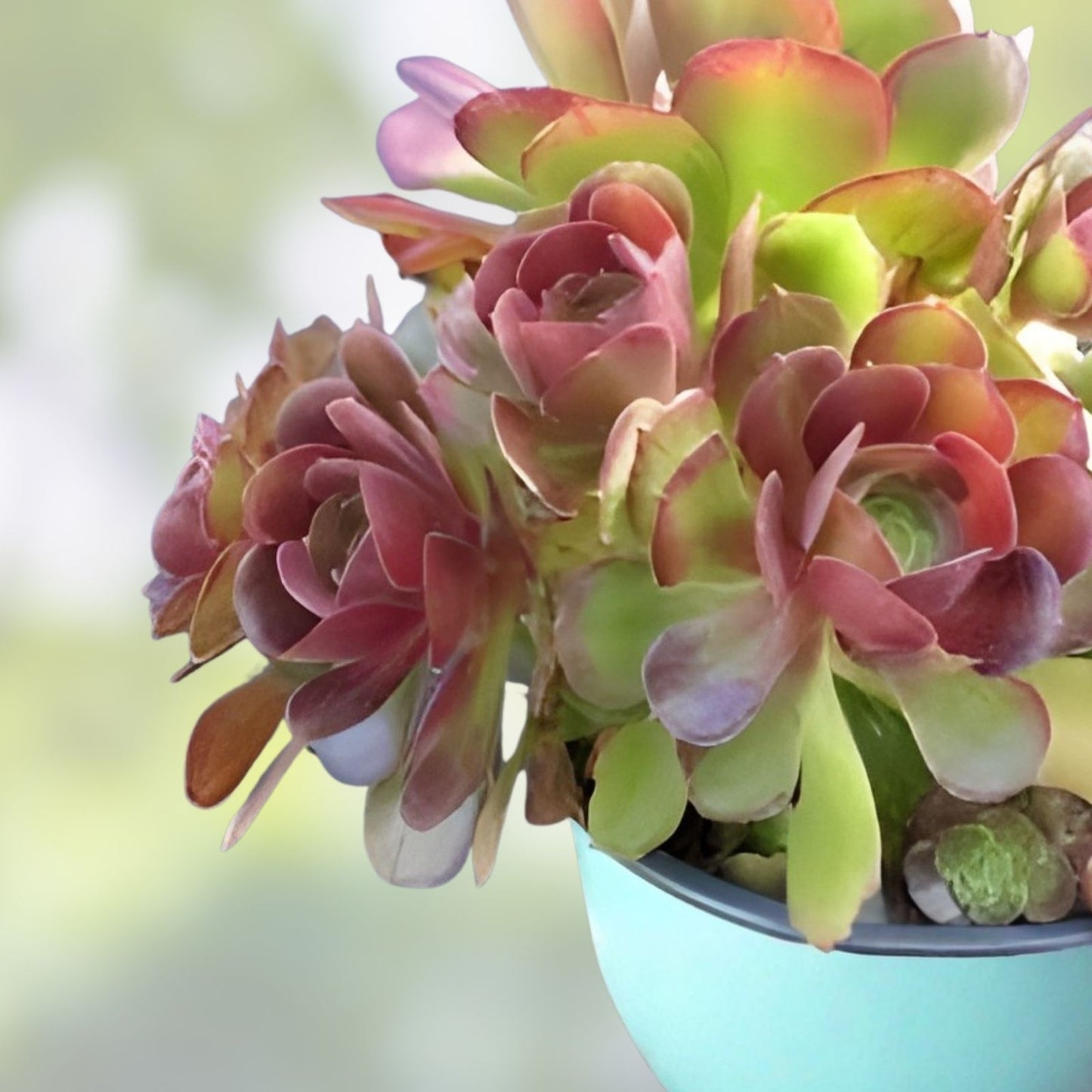 Rare Aeonium Durango Succulent Cuttings - 2 Pieces - Unique Foliage - Easy to Grow Indoor Plant - Aeonium arboreum 'Durango'
