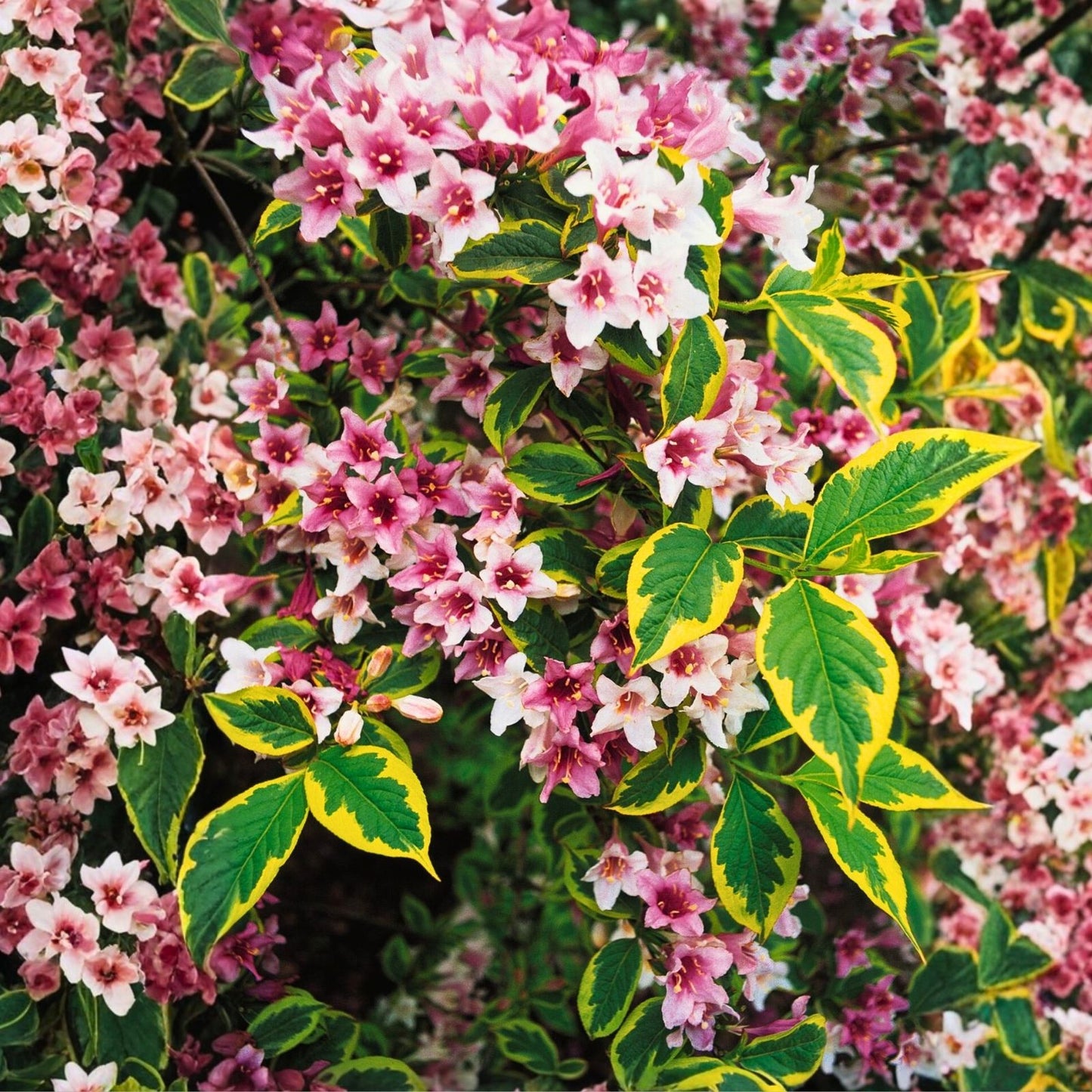 Weigela Live Plant 4" Variegated Leaves Pink Flowers Shrub Weigela florida Garden Plant