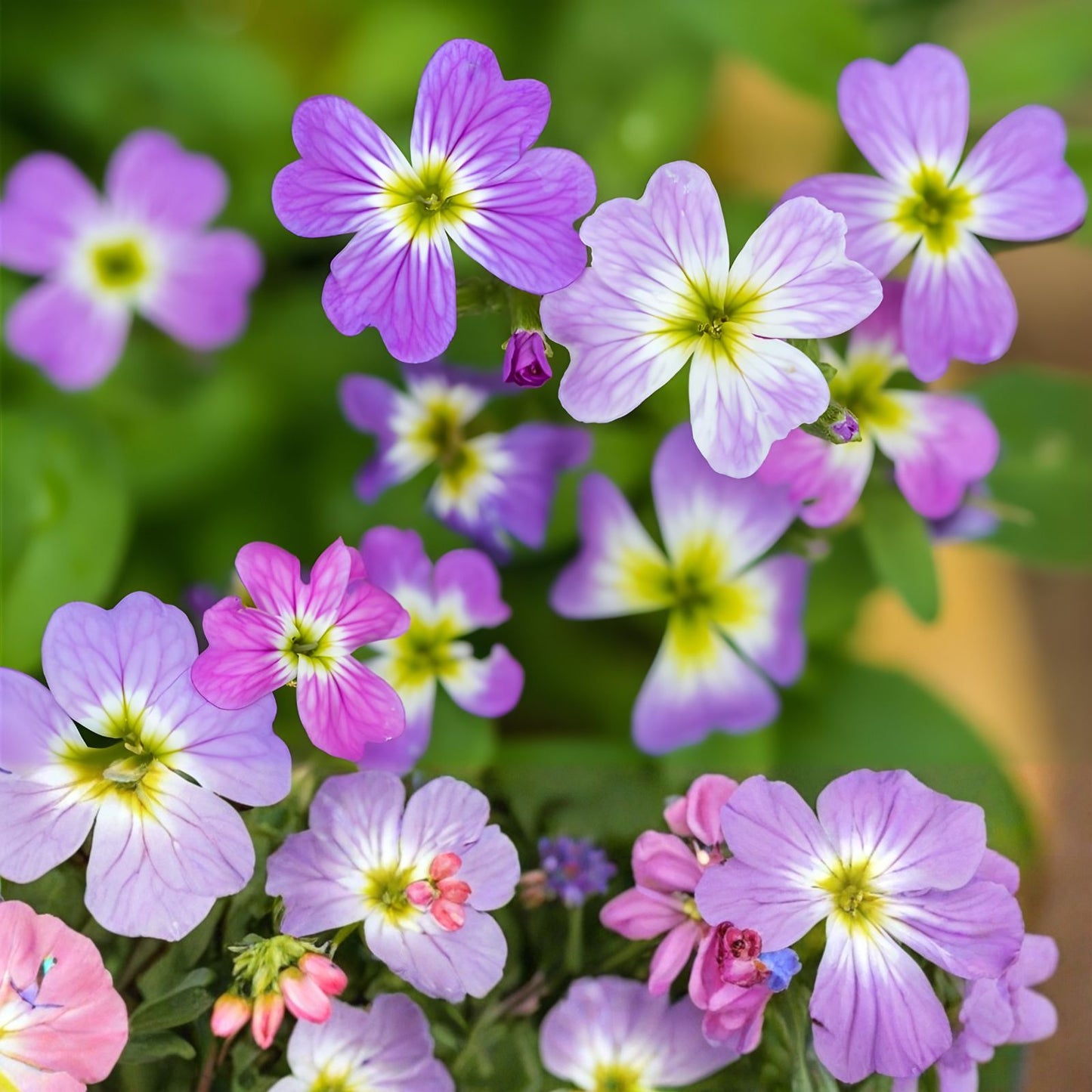 Virginia Stock Wildflower Seeds 100 Count - Colorful Cut Flower Variety - Malcolmia maritima - Easy to Grow Garden Seeds