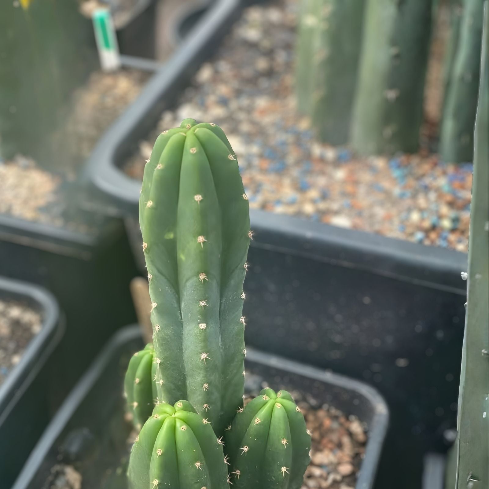 Cereus Cactus Cutting 10,5" Hybrid Juuls Giant x Macrogonus, Rare Indoor Tropical Succulent, Exotic Greenery