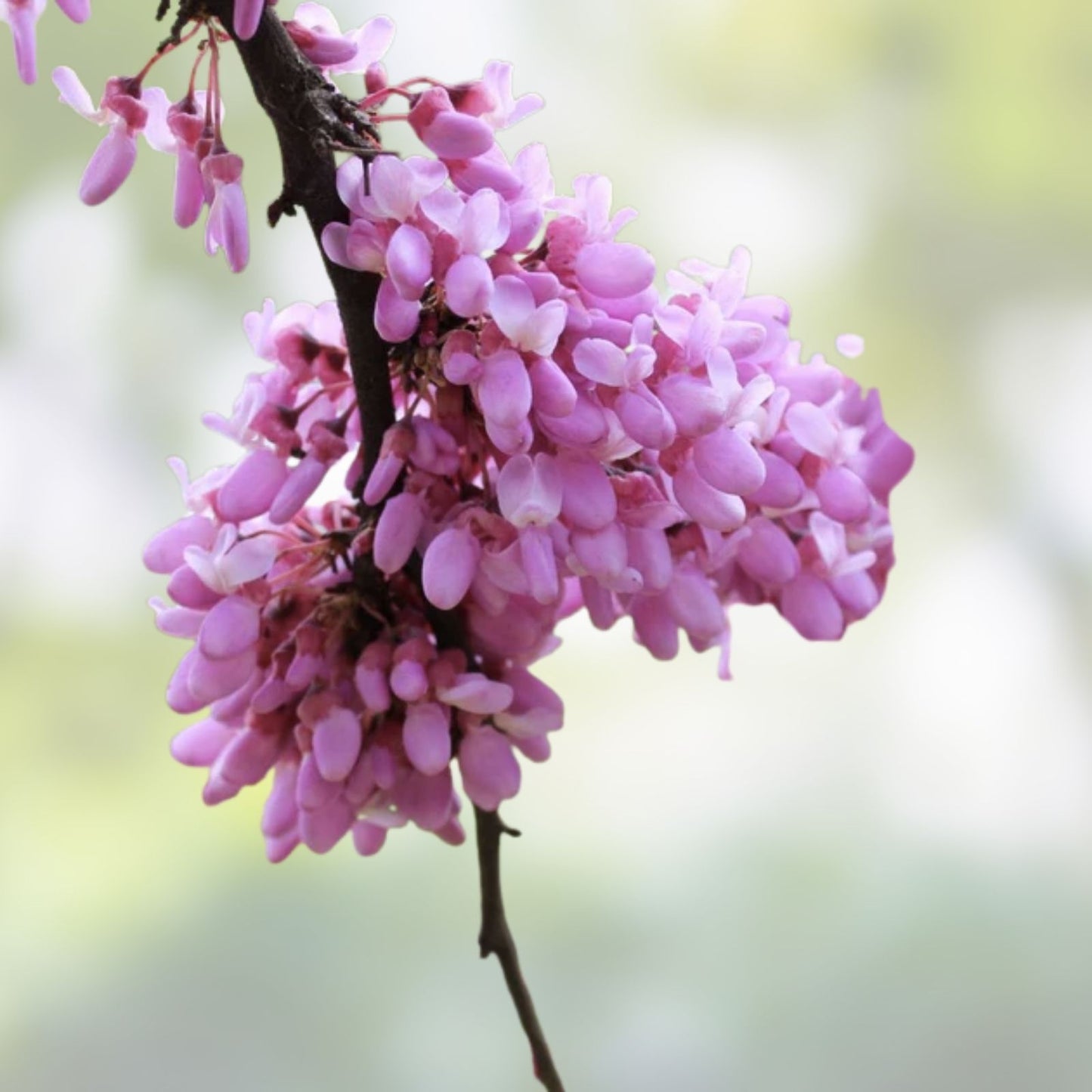 Judas Tree Seeds for Planting - 20 Seeds - Cercis siliquastrum - Flowering Tree for Yard and Garden