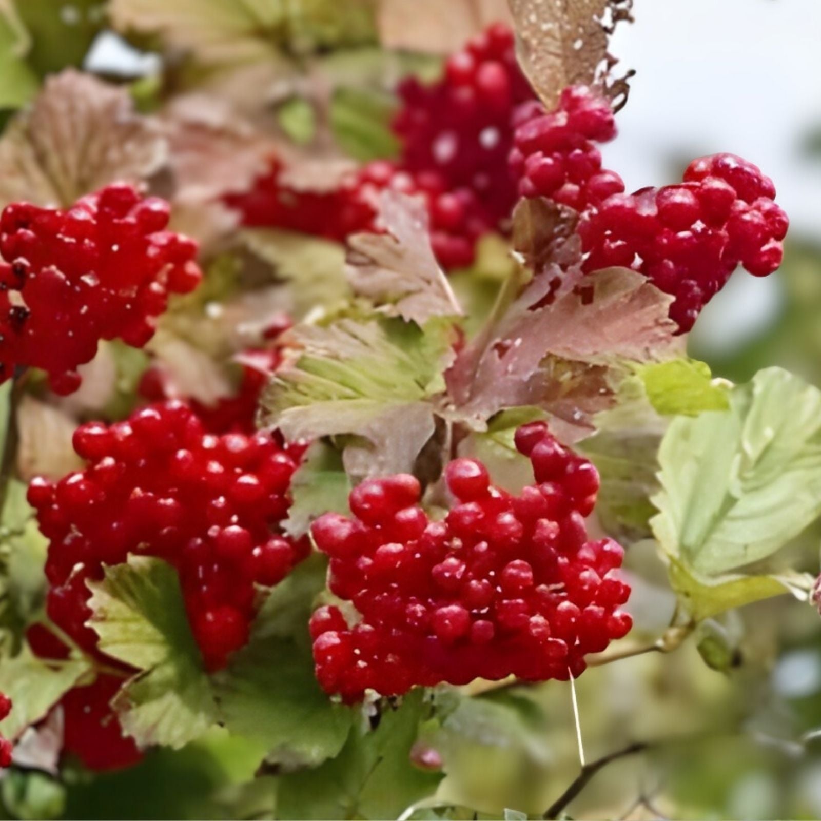 Highbush Cranberry Seeds 30 Pack | Viburnum trilobum Native Shrub for Planting Edible Berries